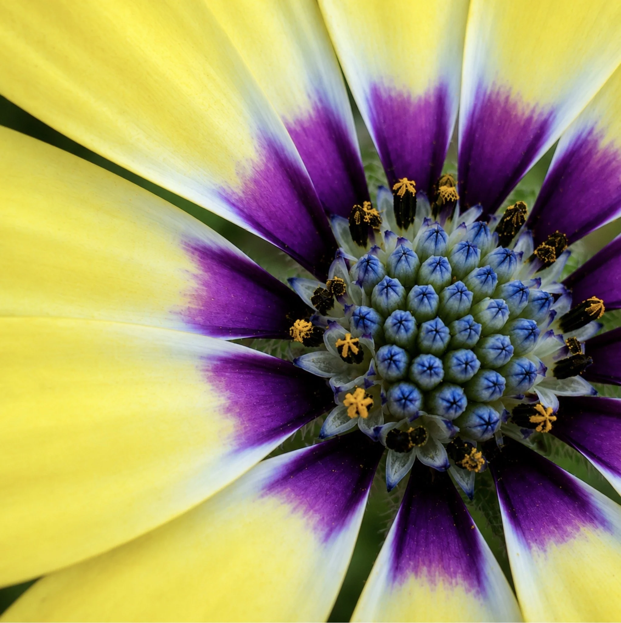 Close-up of a vibrant flower with yellow, purple, and white petals and yellow pollen-covered stamens.