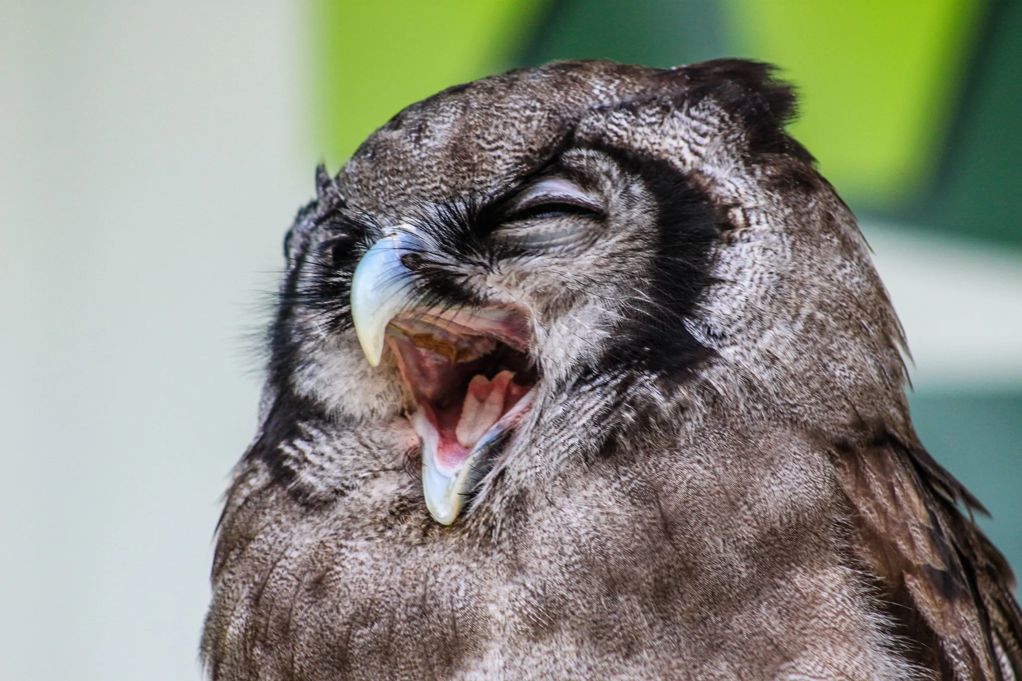 A close-up of a bird of prey with its beak open, showing its tongue and sharp talons, against a blurred green background.