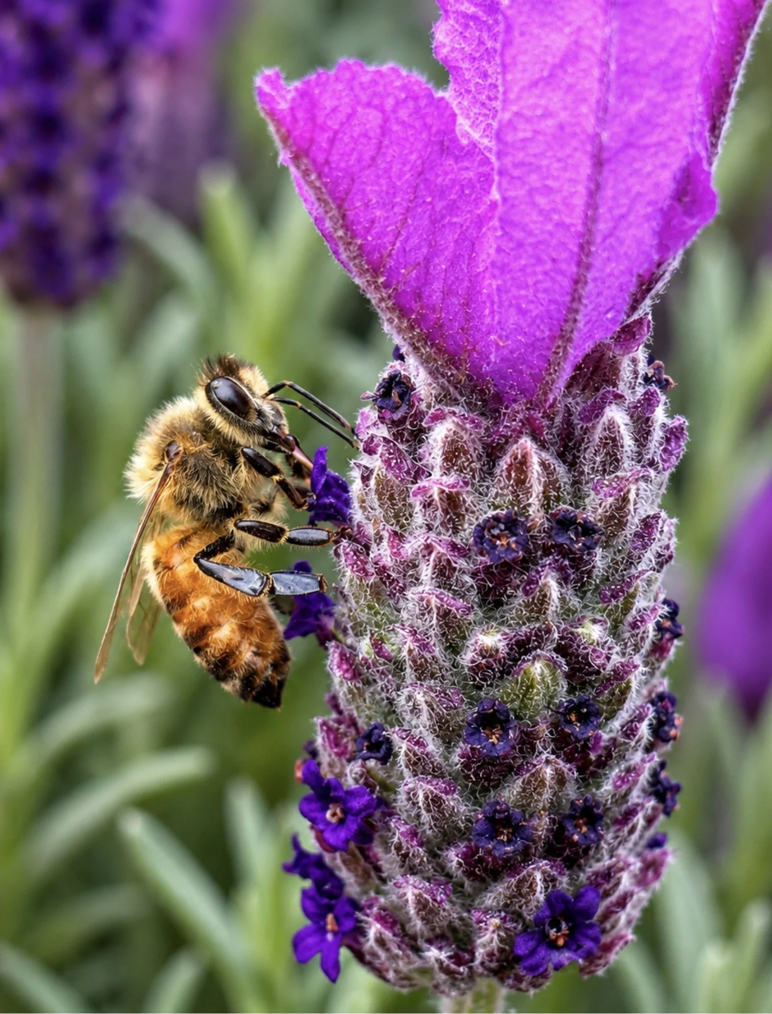 Close-up of a bee collecting nectar from a purple lavender flower