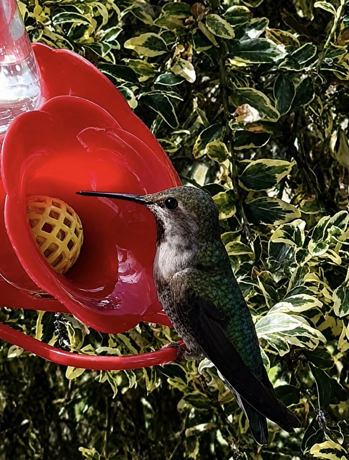 A hummingbird at a red feeder surrounded by green and cream variegated leaves.