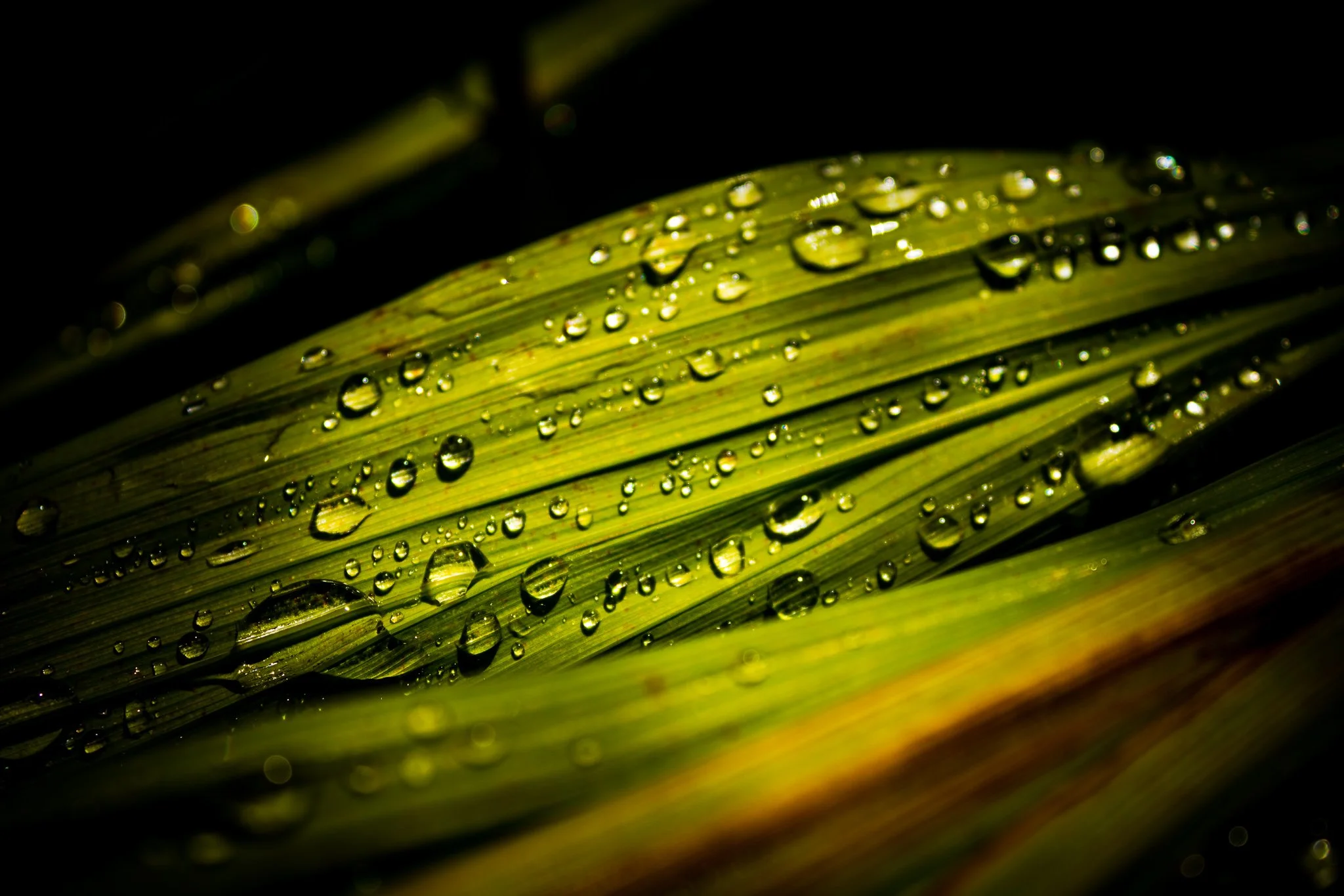 waterdrops.jpg