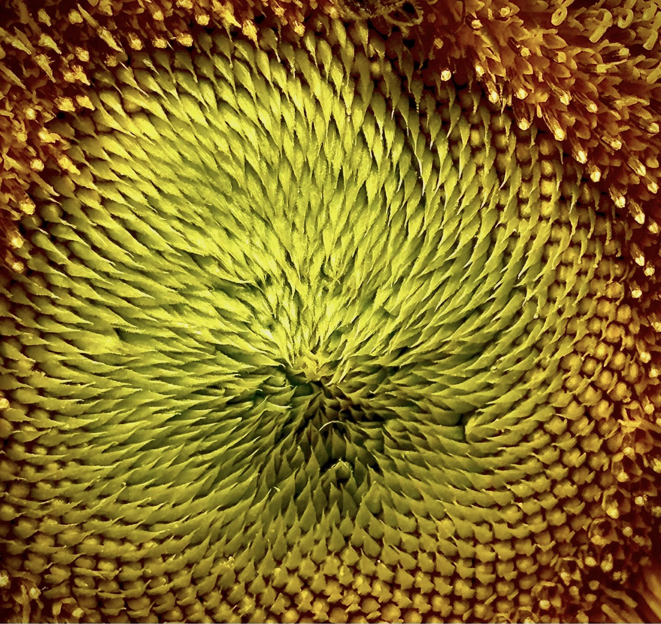 Close-up of a sunflower's center, showing yellow petals, green seeds, and brown surrounding areas.