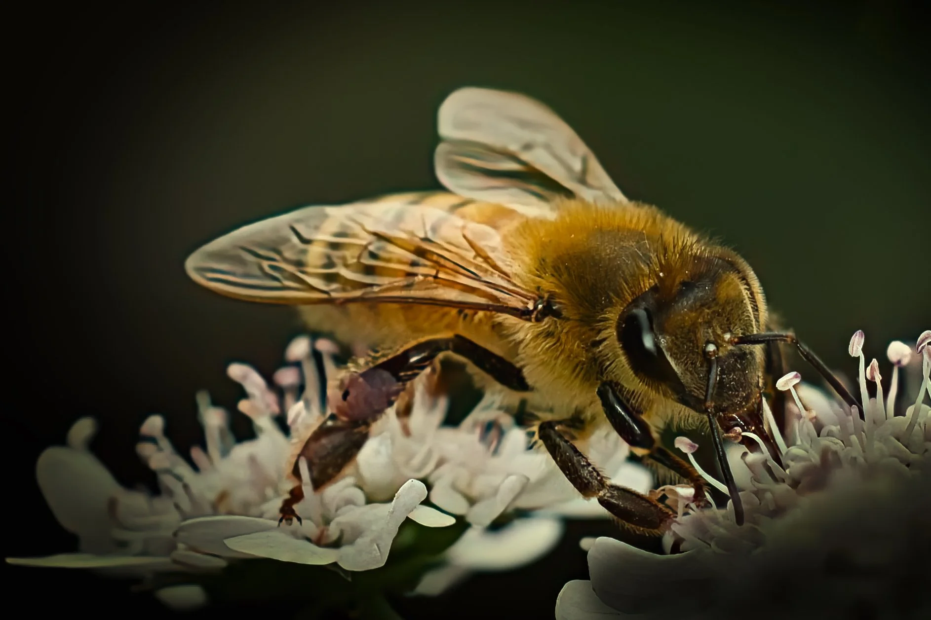 Close-up of a honeybee collecting nectar from white flowers with a dark background.