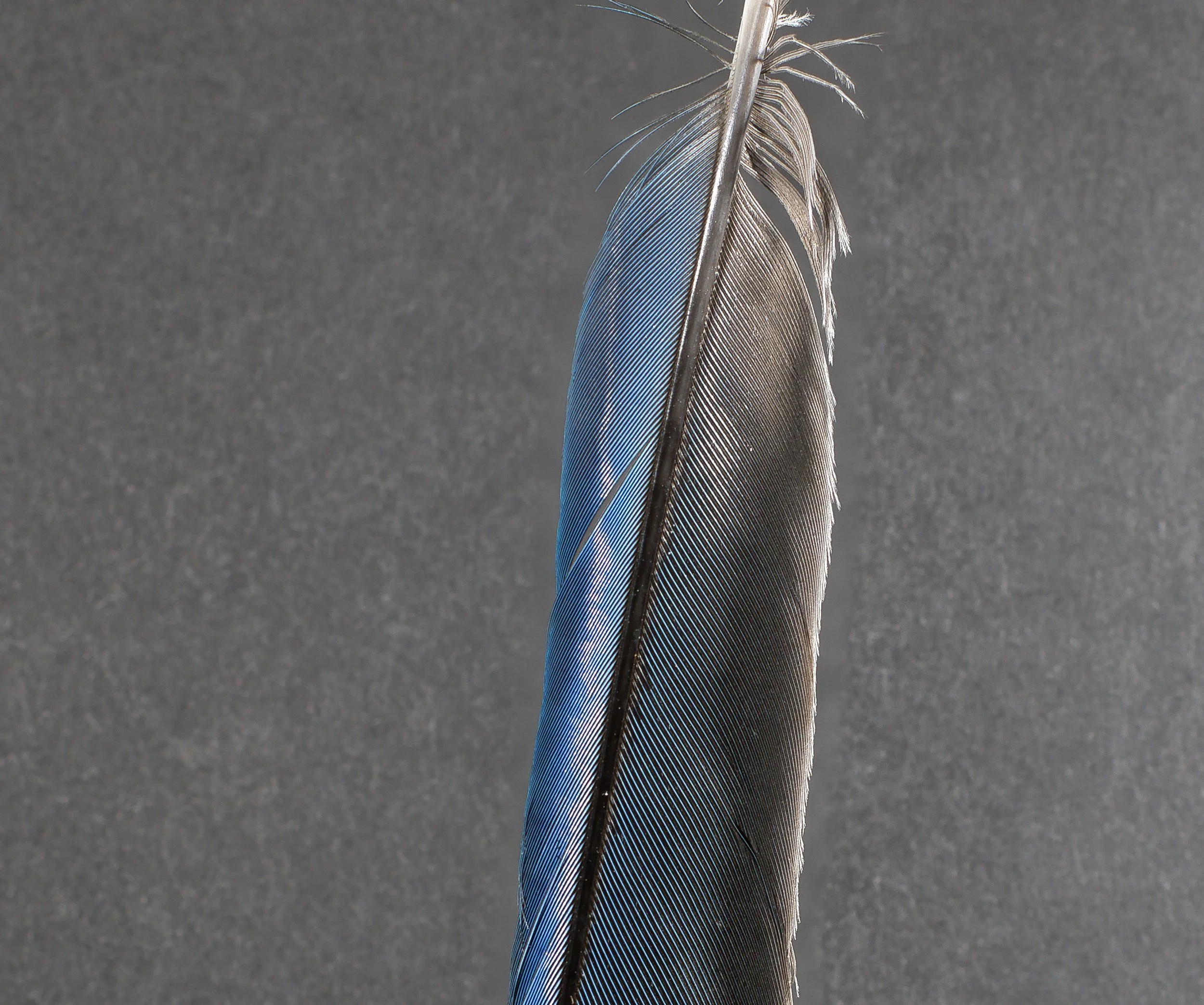 feather_f2.jpeg