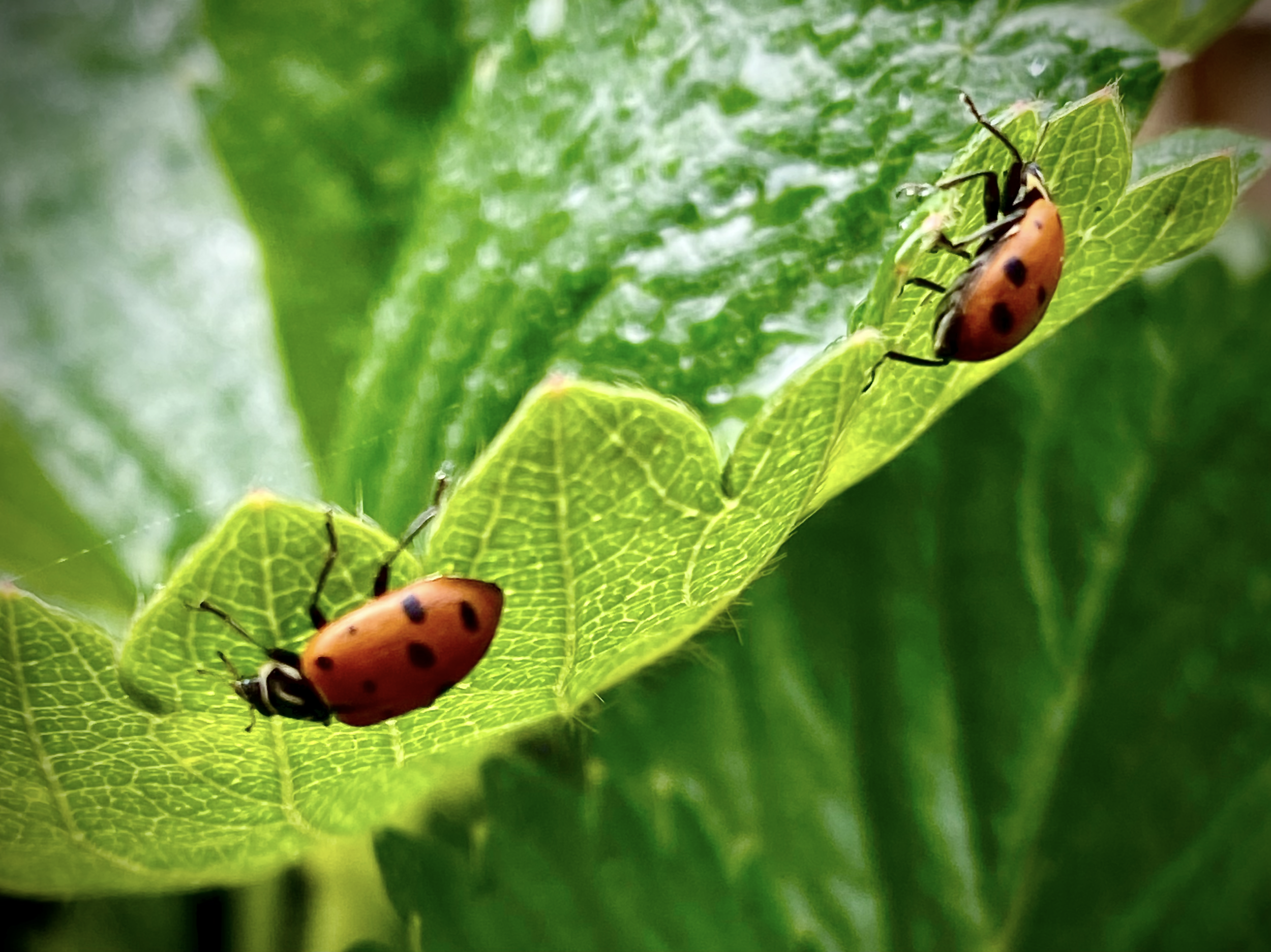 Close-up of two orange ladybugs with black spots on a green leaf.