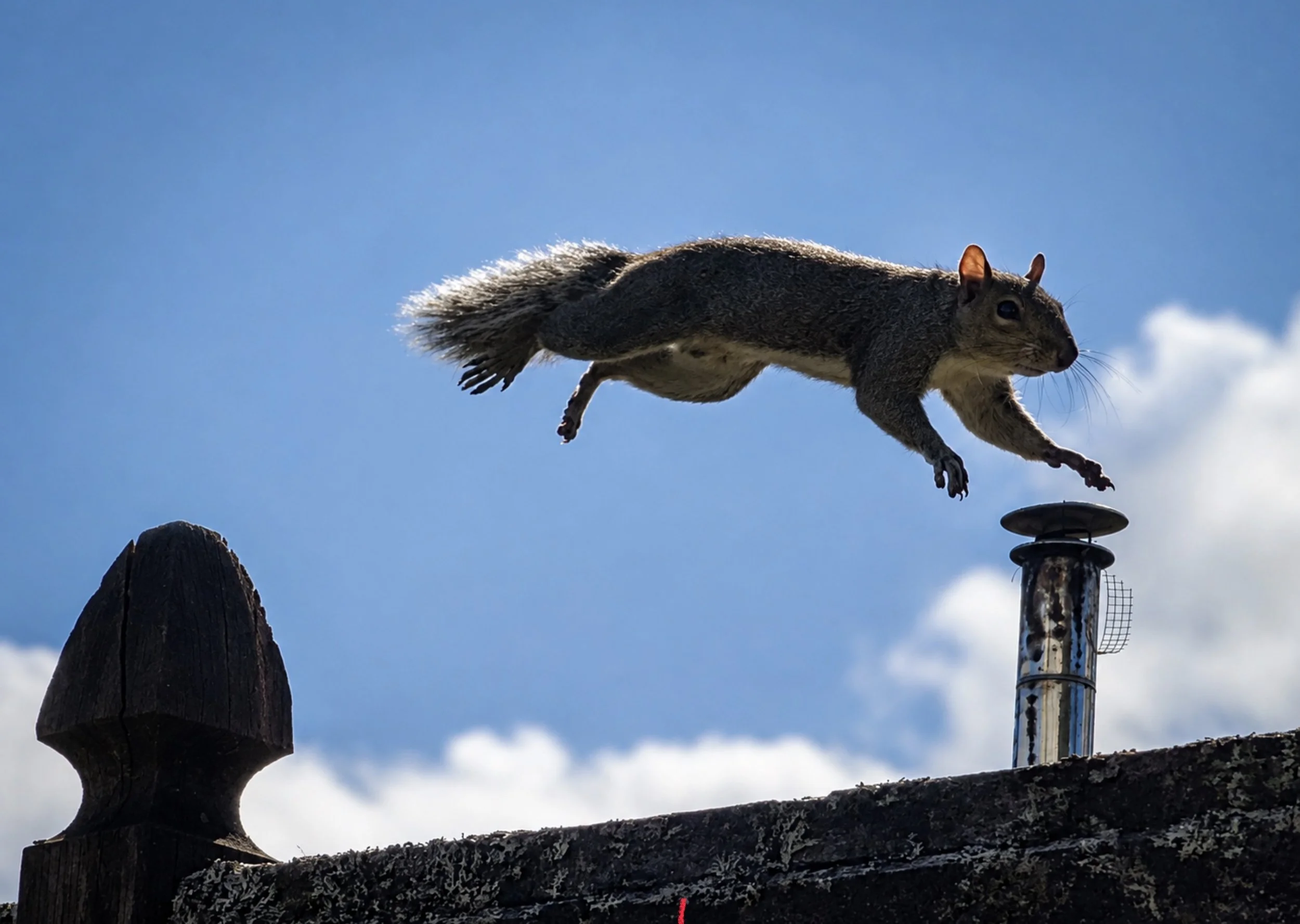 Squirrel jumping off a rooftop with blue sky and clouds in the background.