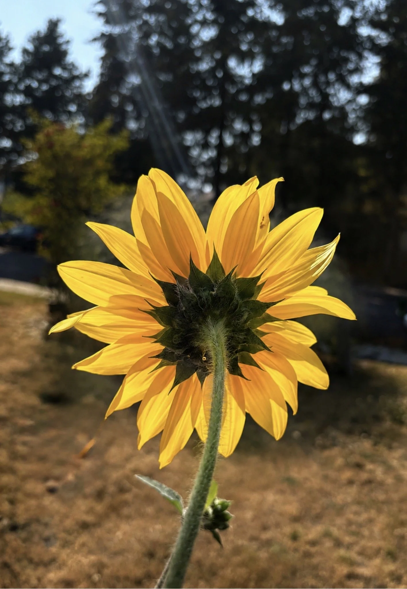 A close-up of a sunflower with bright yellow petals and a green stem, against a blurred outdoor background.