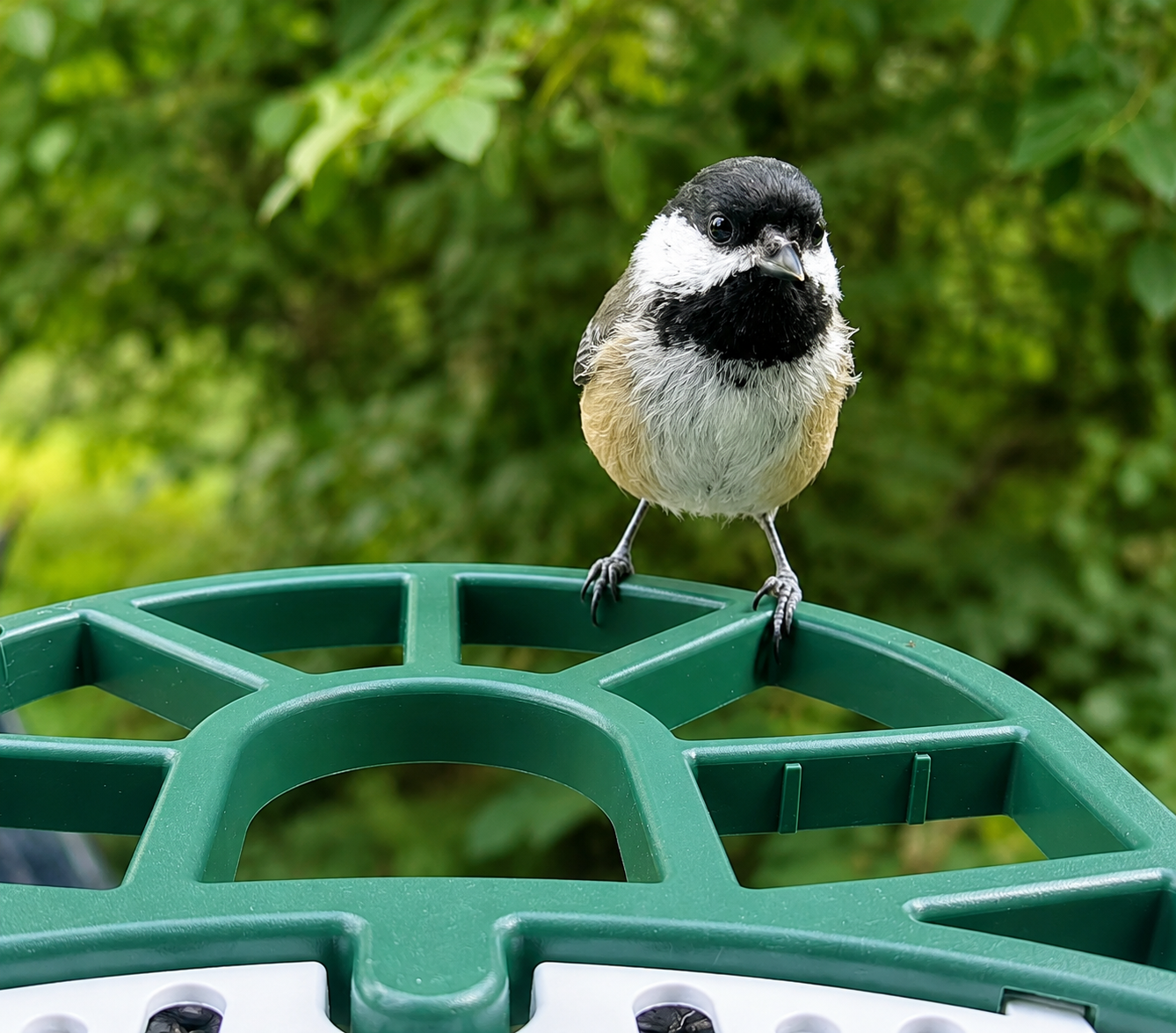 A small bird with black, white, and beige feathers perched on a green bird feeder with a blurry green foliage background.