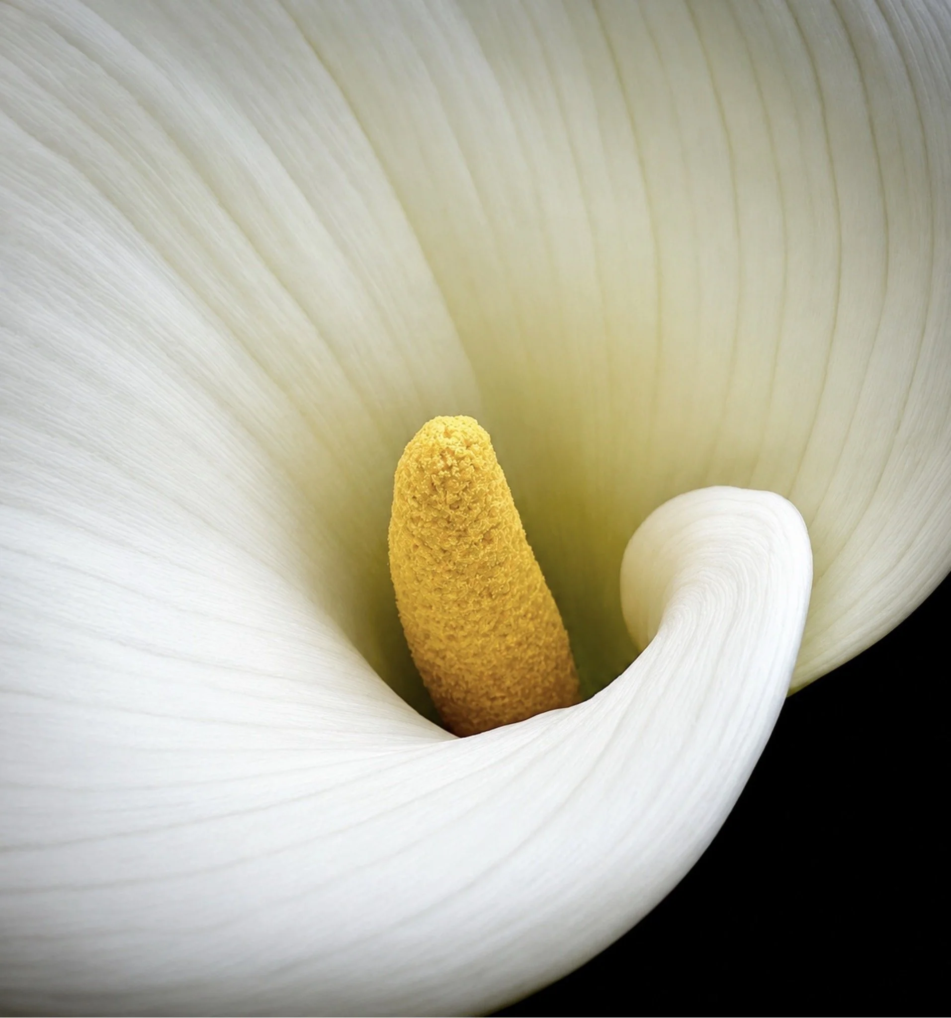 Close-up of a white flower, showing magnified view of its central part with yellow and white structures.