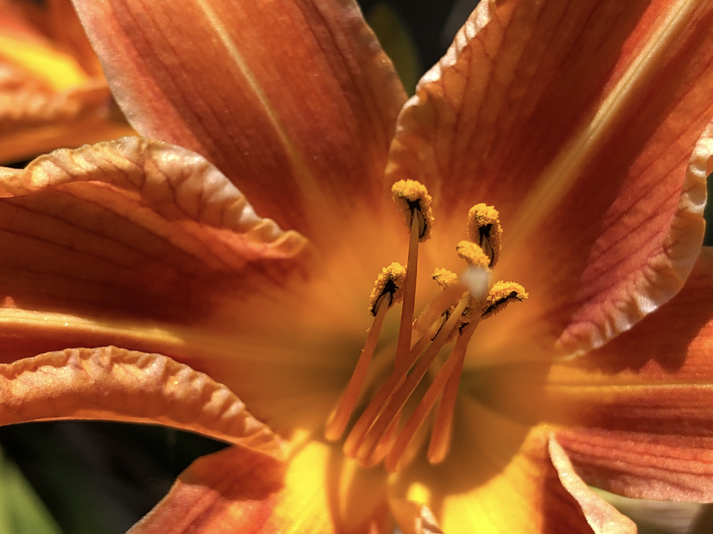 Close-up of an orange lily flower showing its petals, stamens with yellow pollen, and part of the pistil.