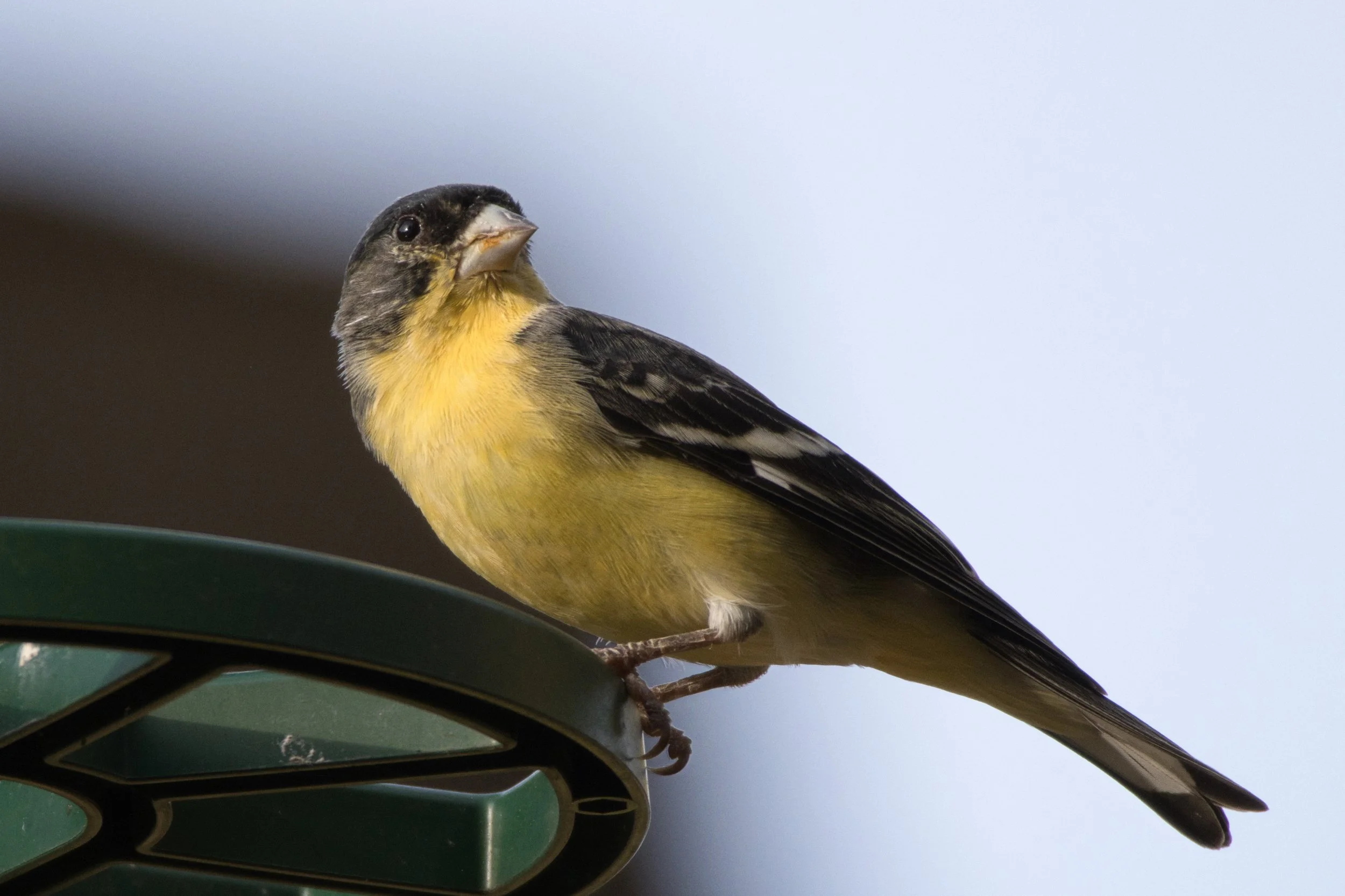 FIXBIRD1.jpeg