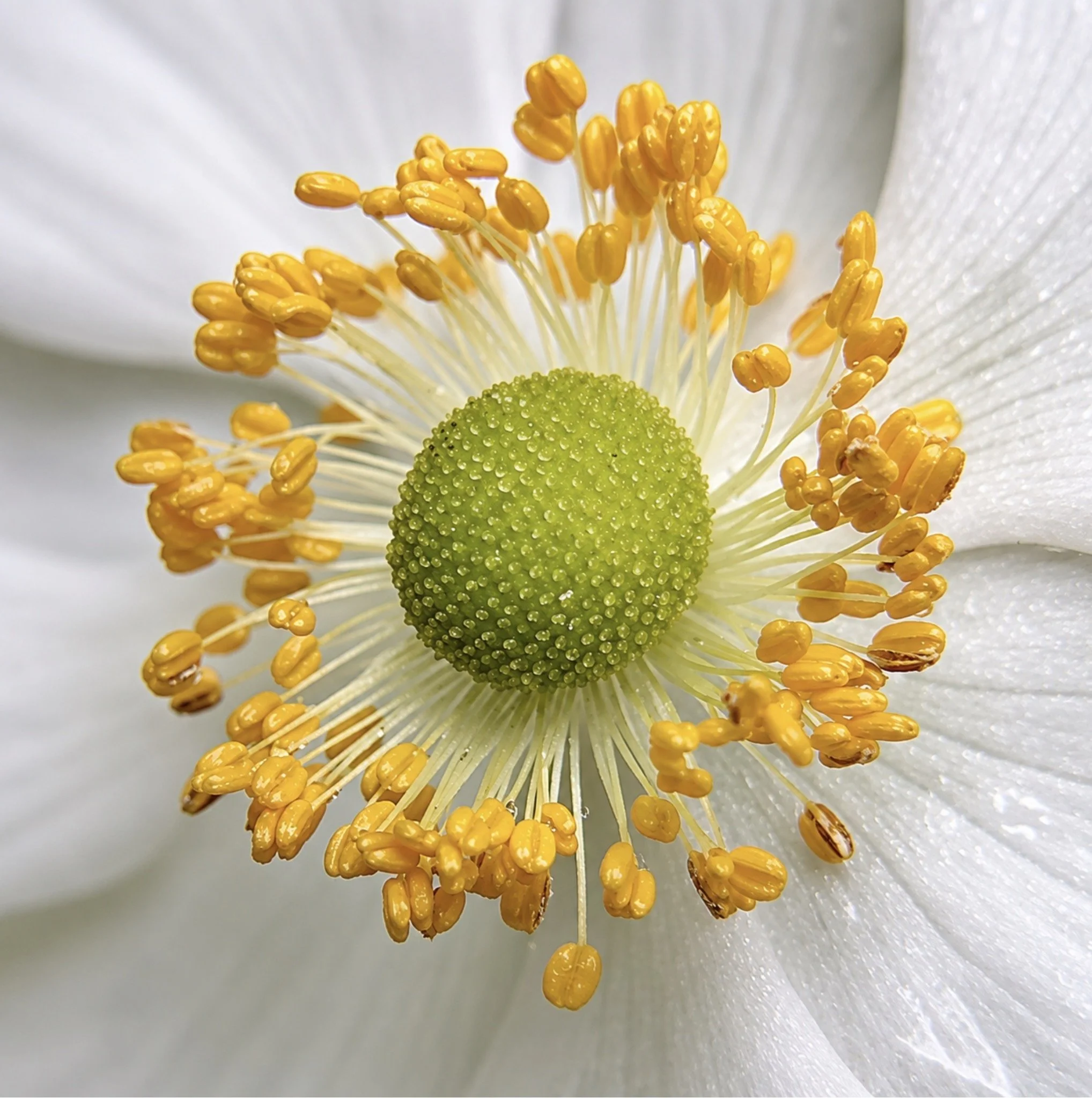 Close-up of a white flower with yellow stamens and a green pistil at the center.