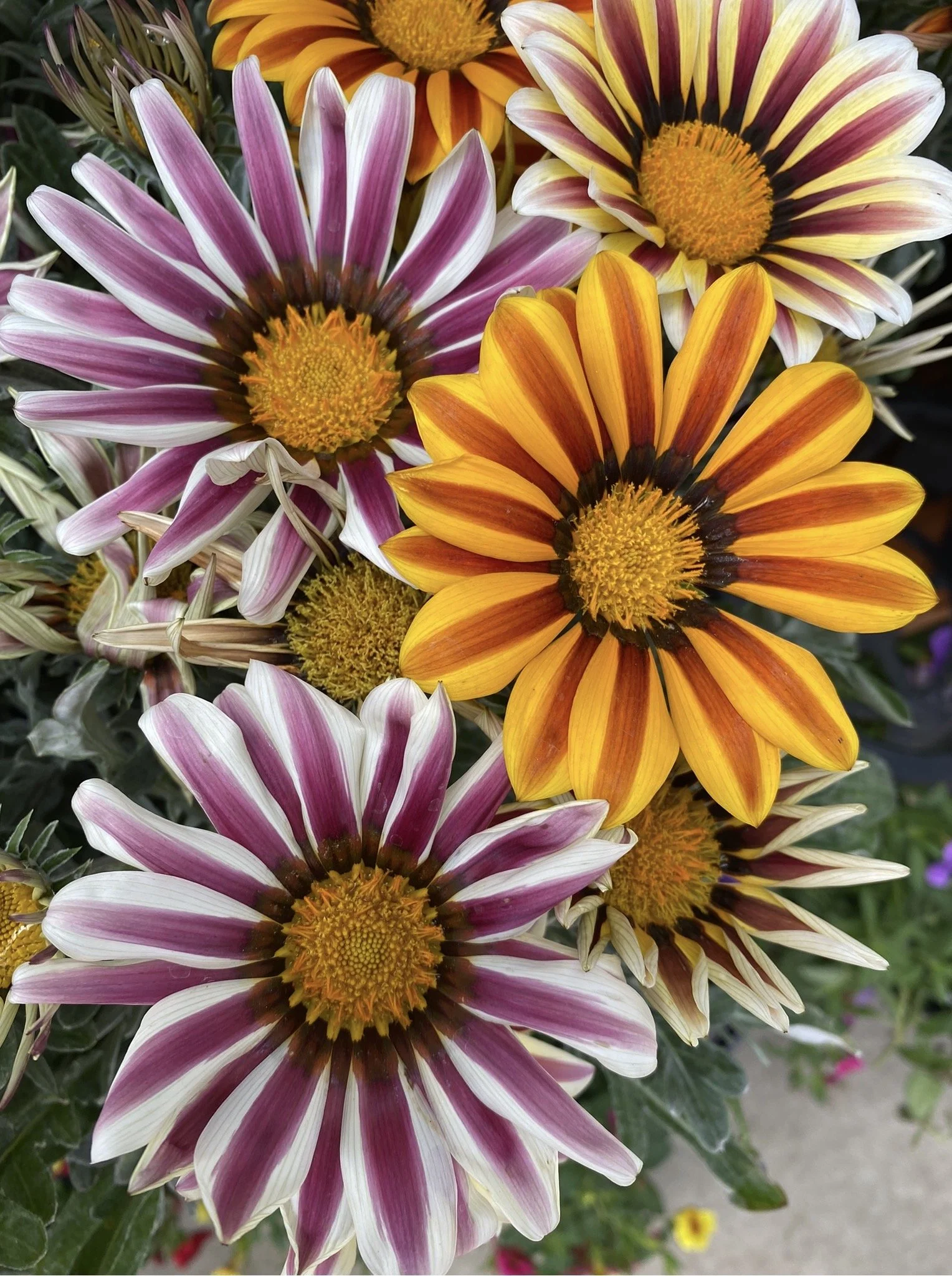 Colorful variety of flowers including white and purple striped daisies and orange and yellow striped daisies.