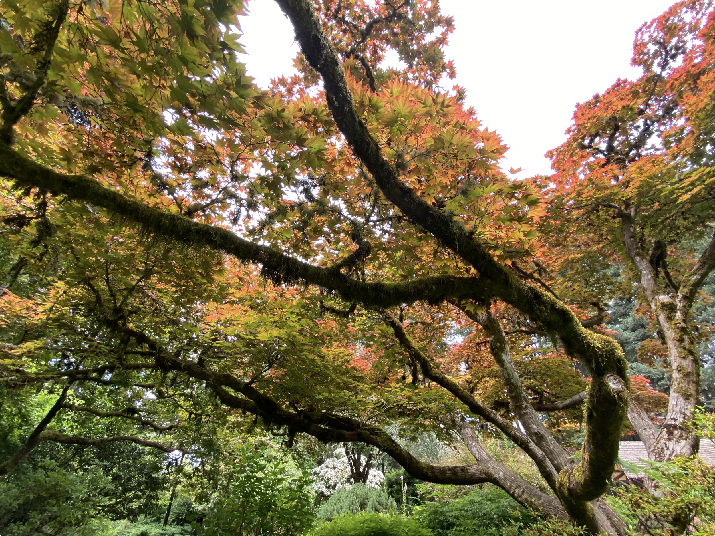 A tree with moss-covered branches and vibrant autumn leaves in shades of red, orange, and green, with a cloudy sky in the background.
