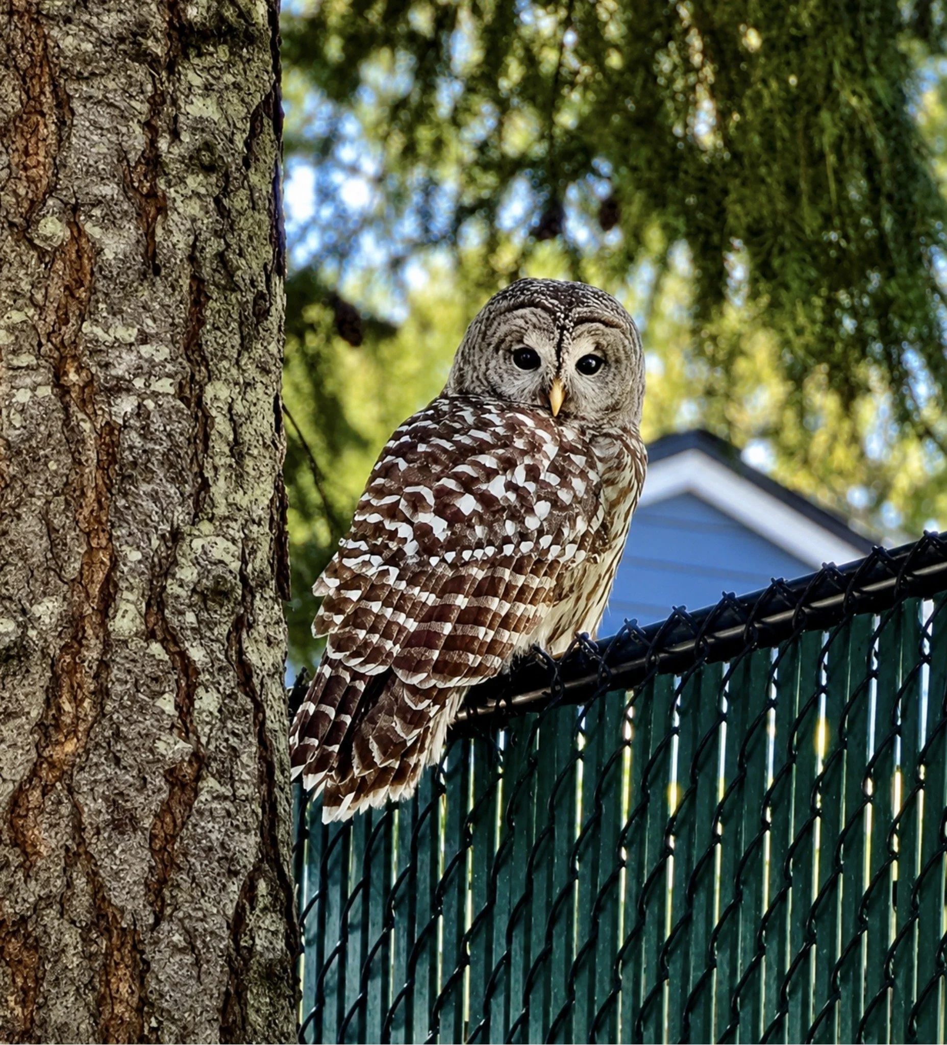 A barred owl perched on a fence near a tree with a bark texture, with out-of-focus green foliage and a blue sky in the background.