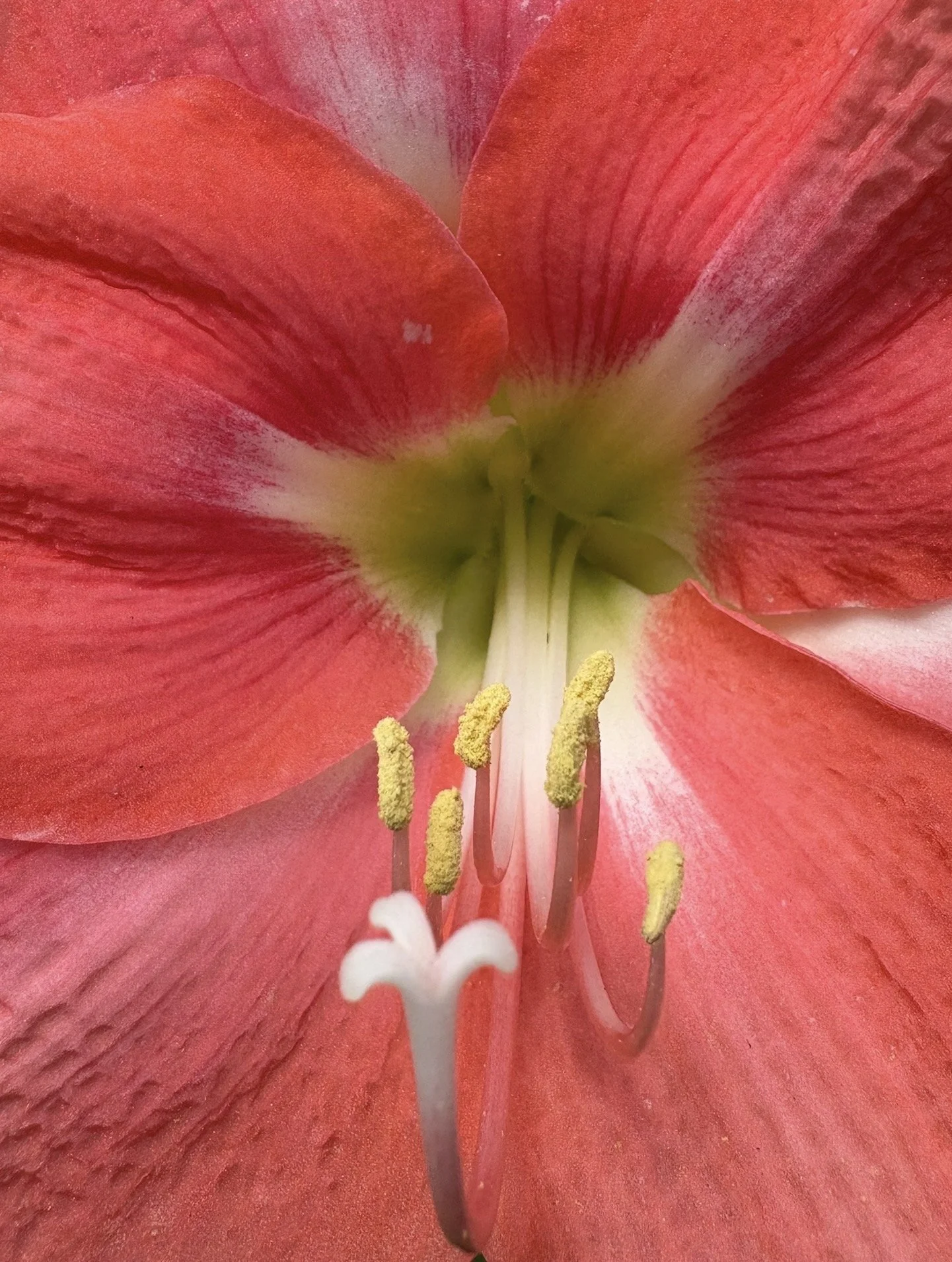 Close-up of a vibrant pink and red amaryllis flower with visible stamens and pistil.