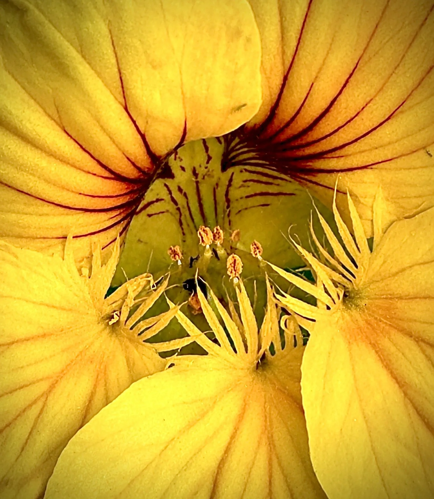 Close-up of a yellow flower with visible stamen and petals.