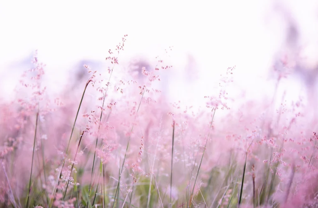 Soft pink flowers in a blurry meadow, with tall slender stems and delicate blossoms.