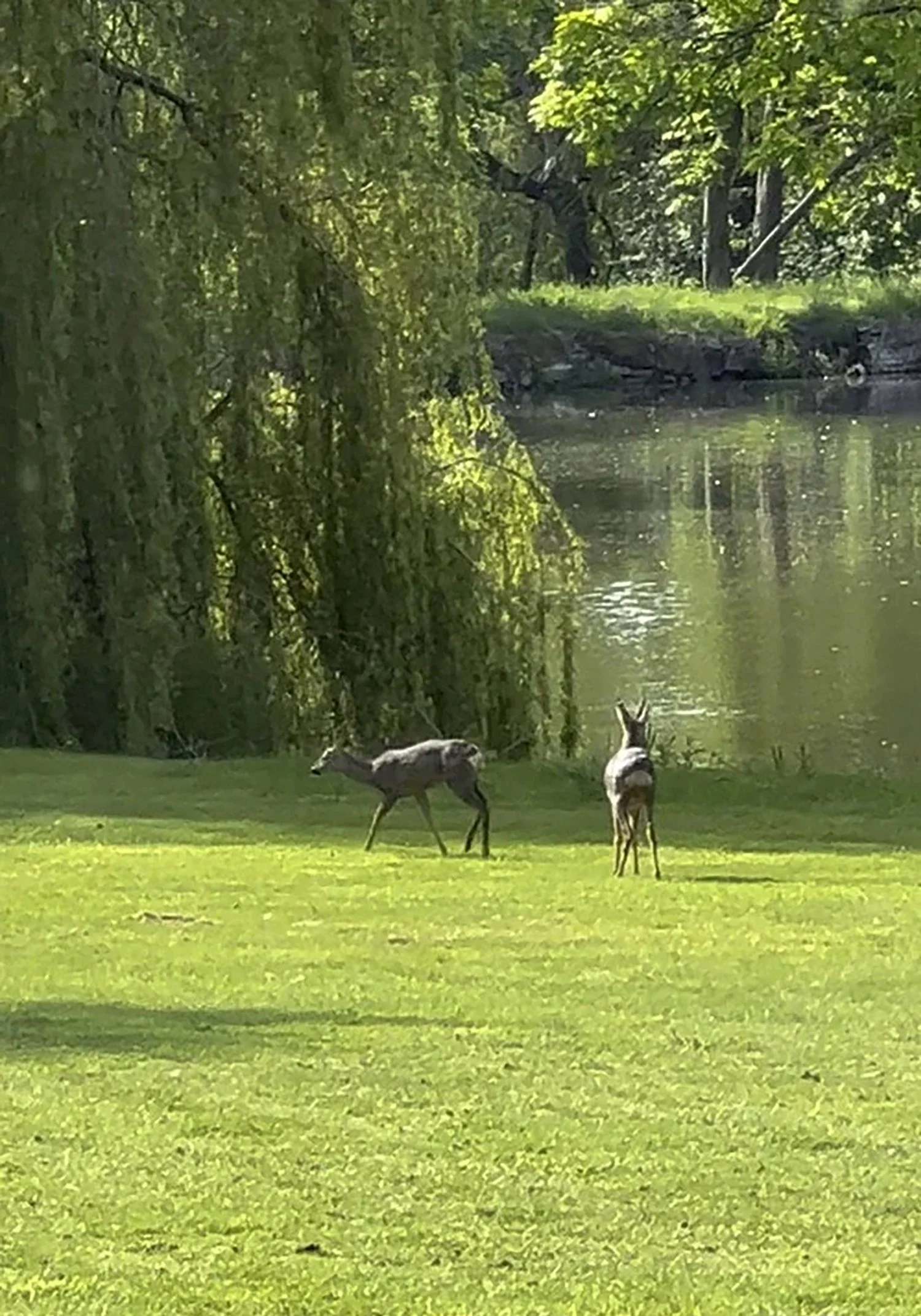 Two deer grazing on a grassy area near a body of water with trees and foliage in the background.
