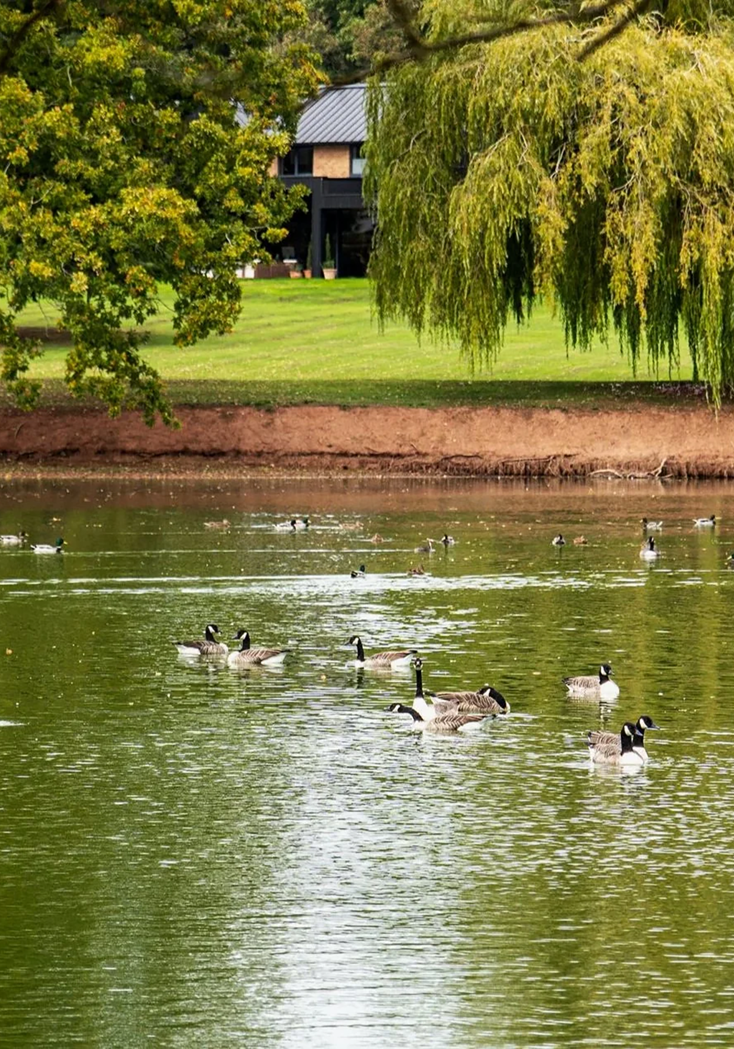 A pond with ducks swimming near the shore, surrounded by green trees and a grassy area, with a house visible in the background.