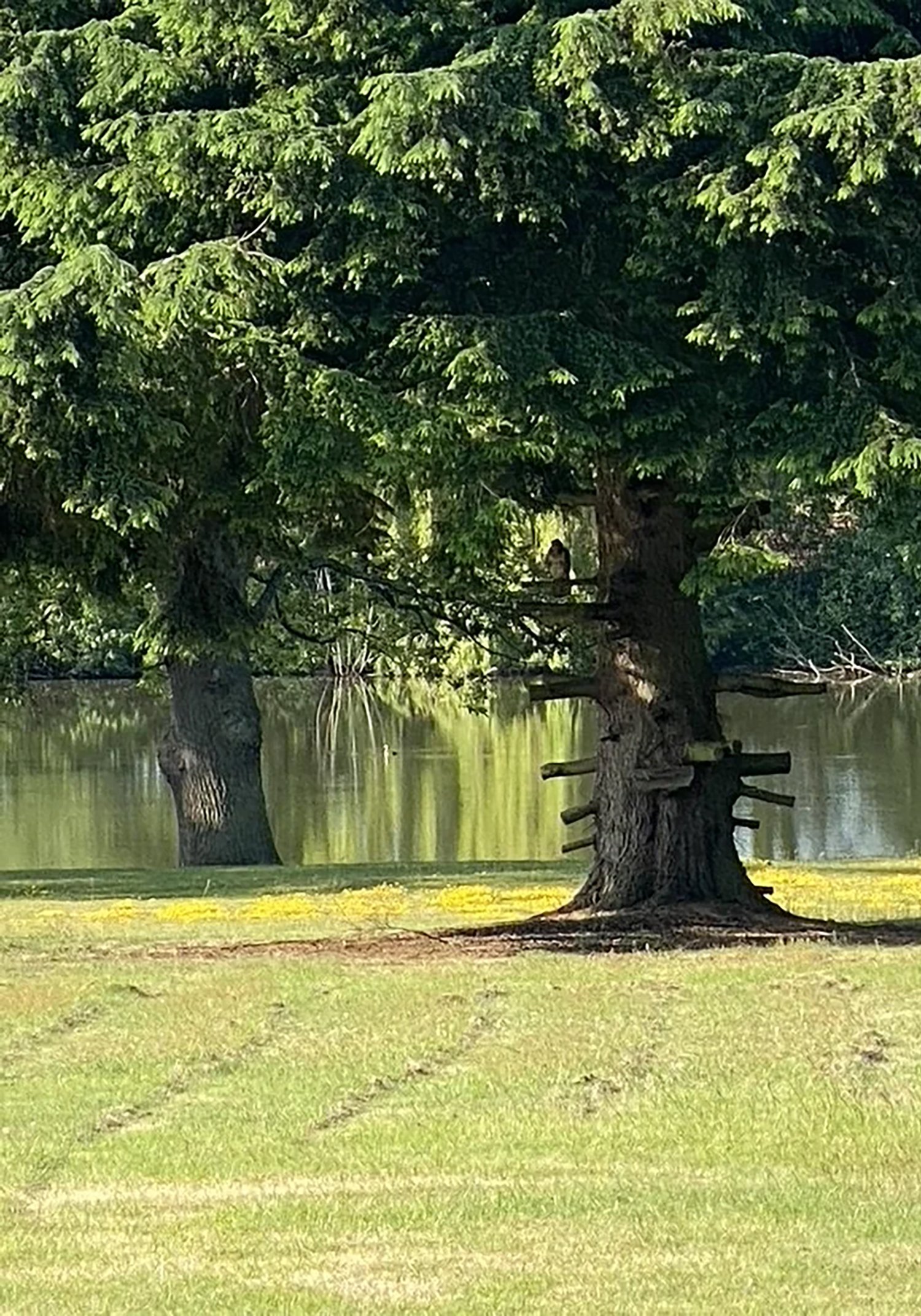 Trees with a body of water in the background and a grassy foreground.