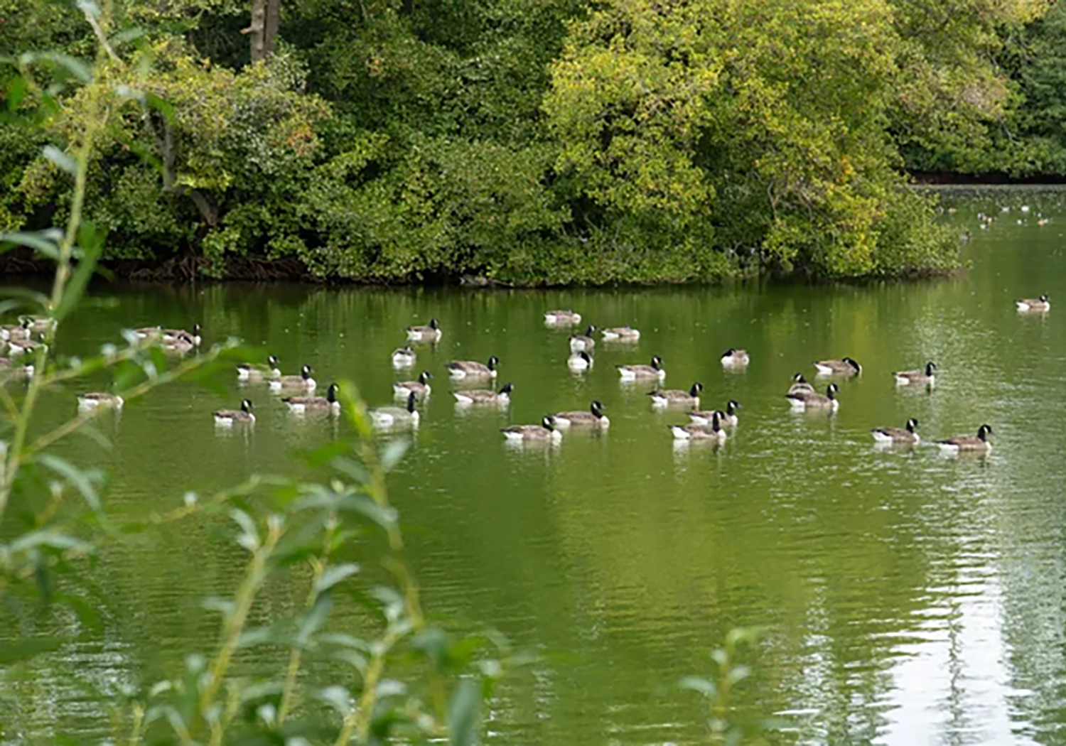 Multiple ducks swimming in a greenish pond with dense trees in the background and some foliage in the foreground.