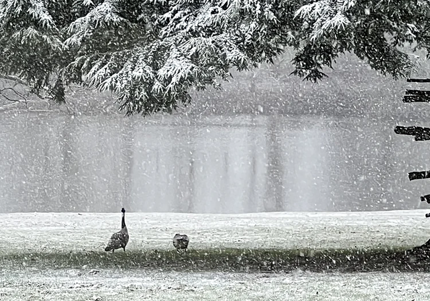 A snowy scene with two geese walking on a snow-covered ground near a frozen body of water, with snow falling and snow-laden trees in the background.