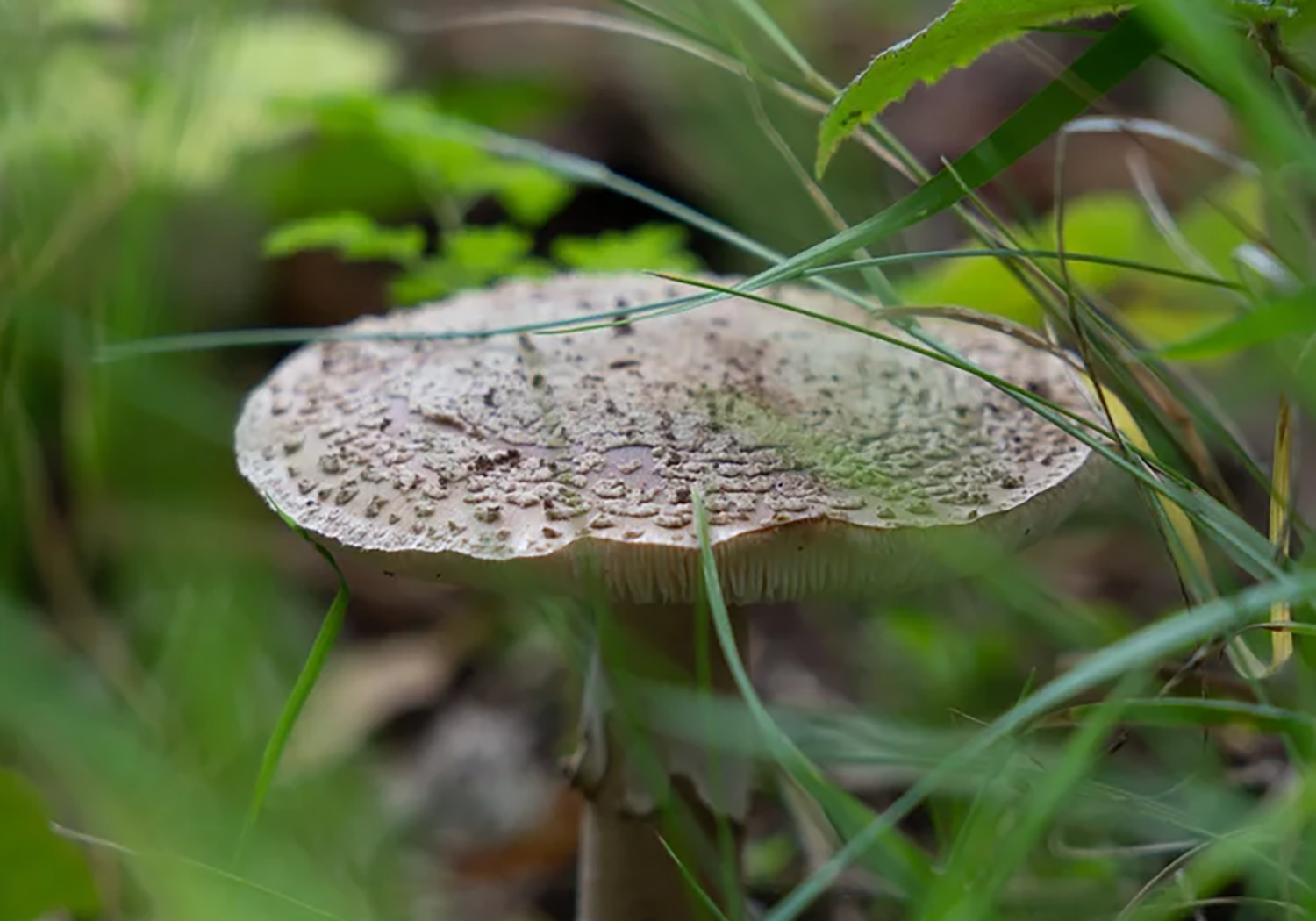 A white mushroom with textured cap growing among green grass and leaves.