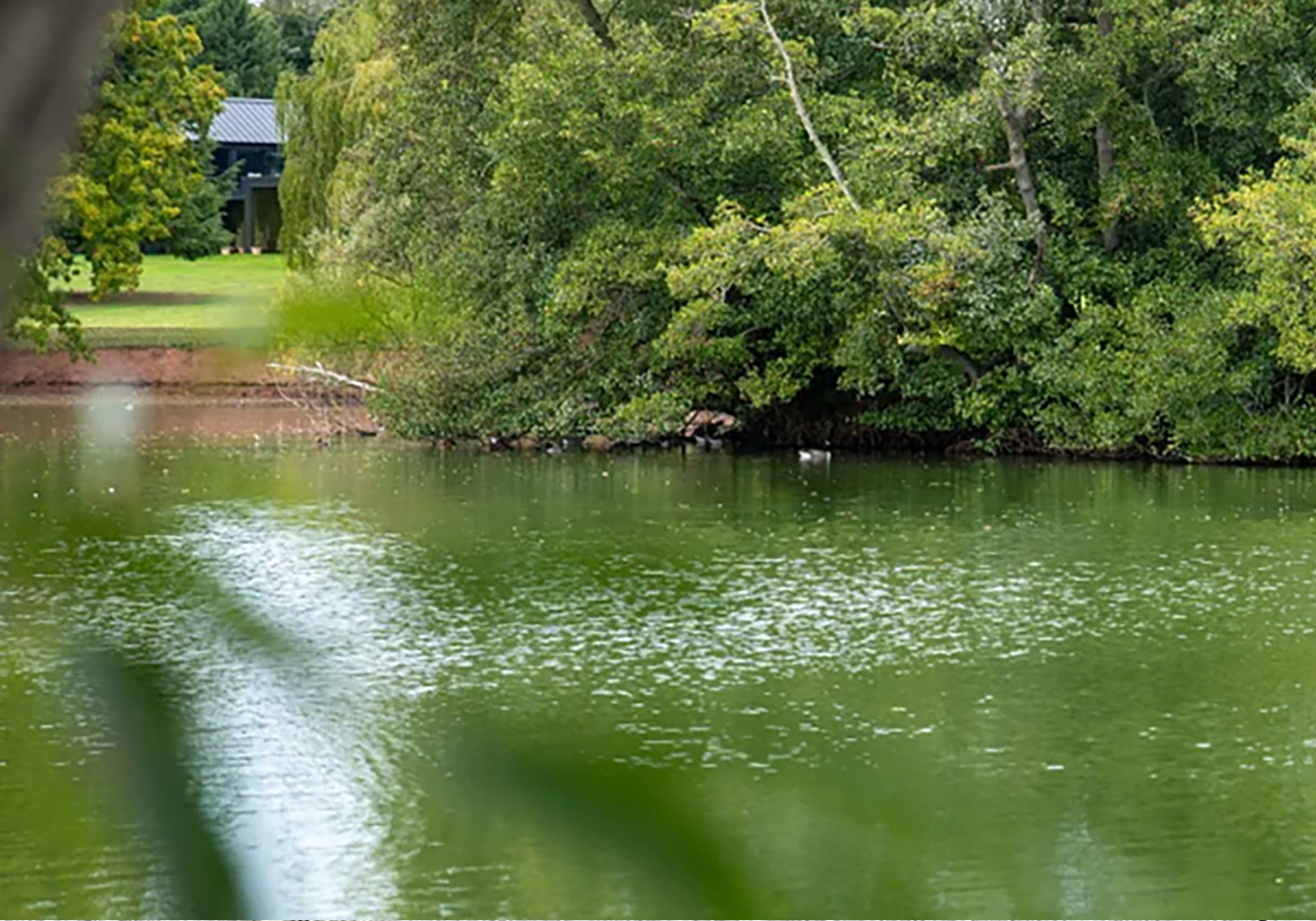 A peaceful river scene surrounded by lush green trees and a grassy bank.