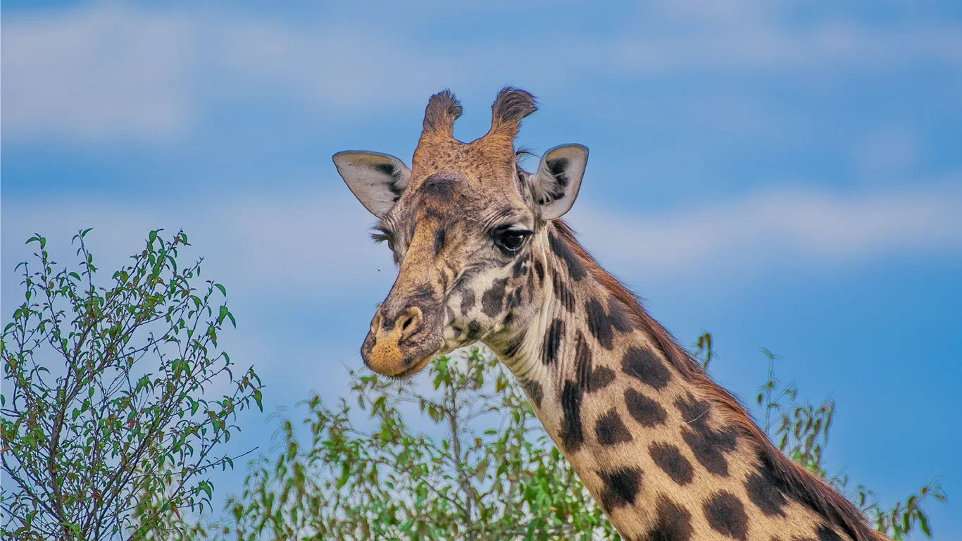 Serengeti, Masai Mara, Kenya, Giraffe