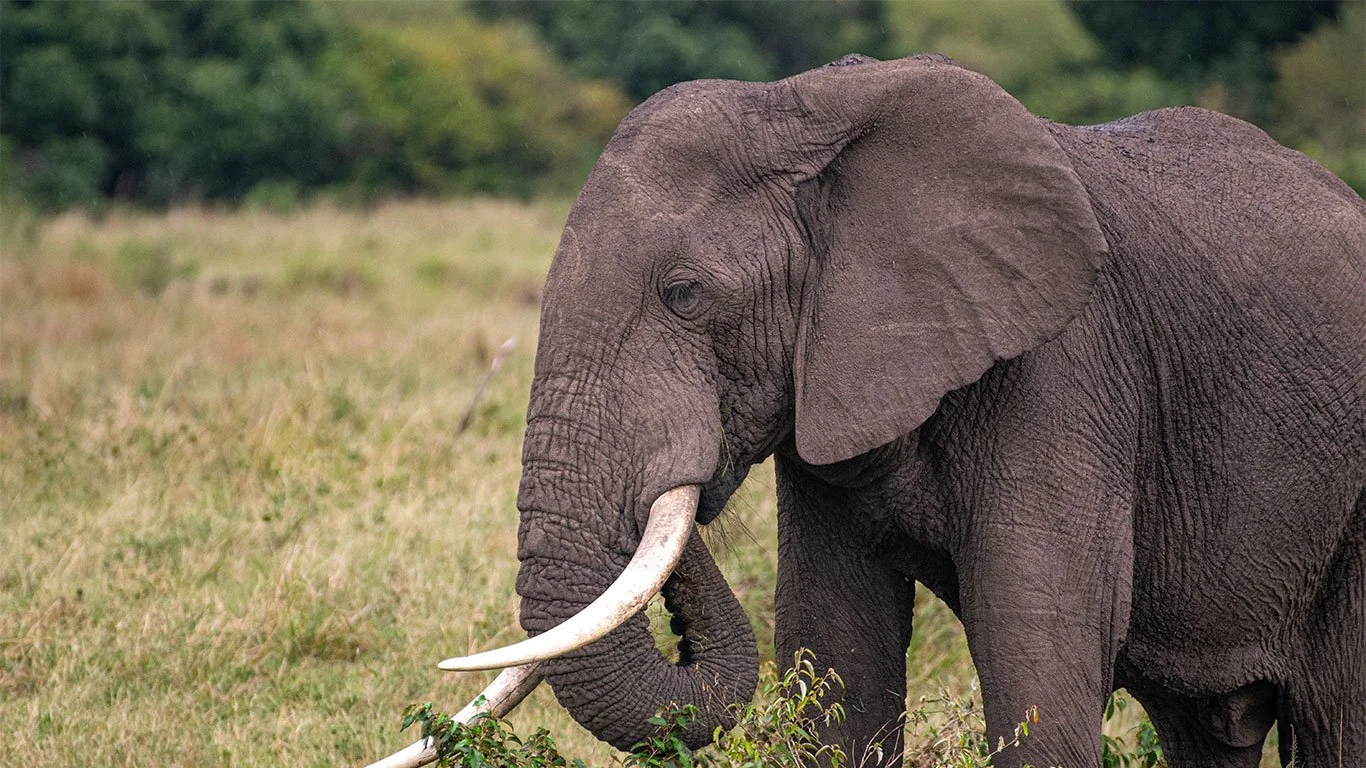 Kenya, Masai Mara, Wildlife, Online Booking
