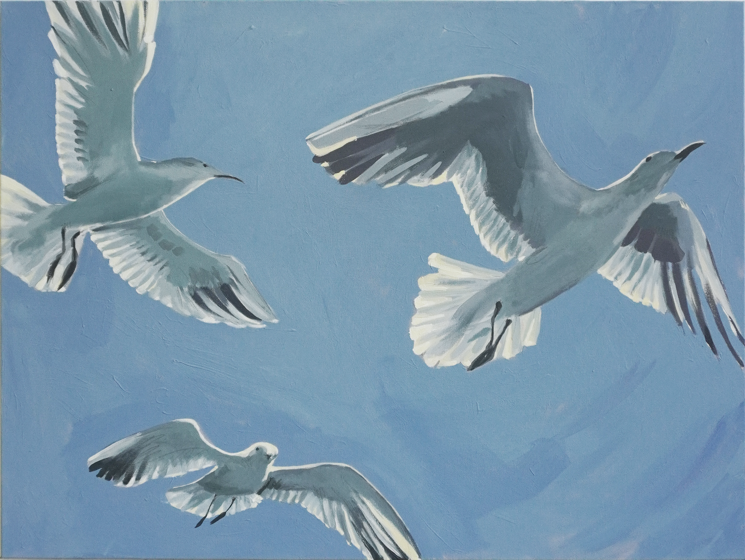 Seagulls