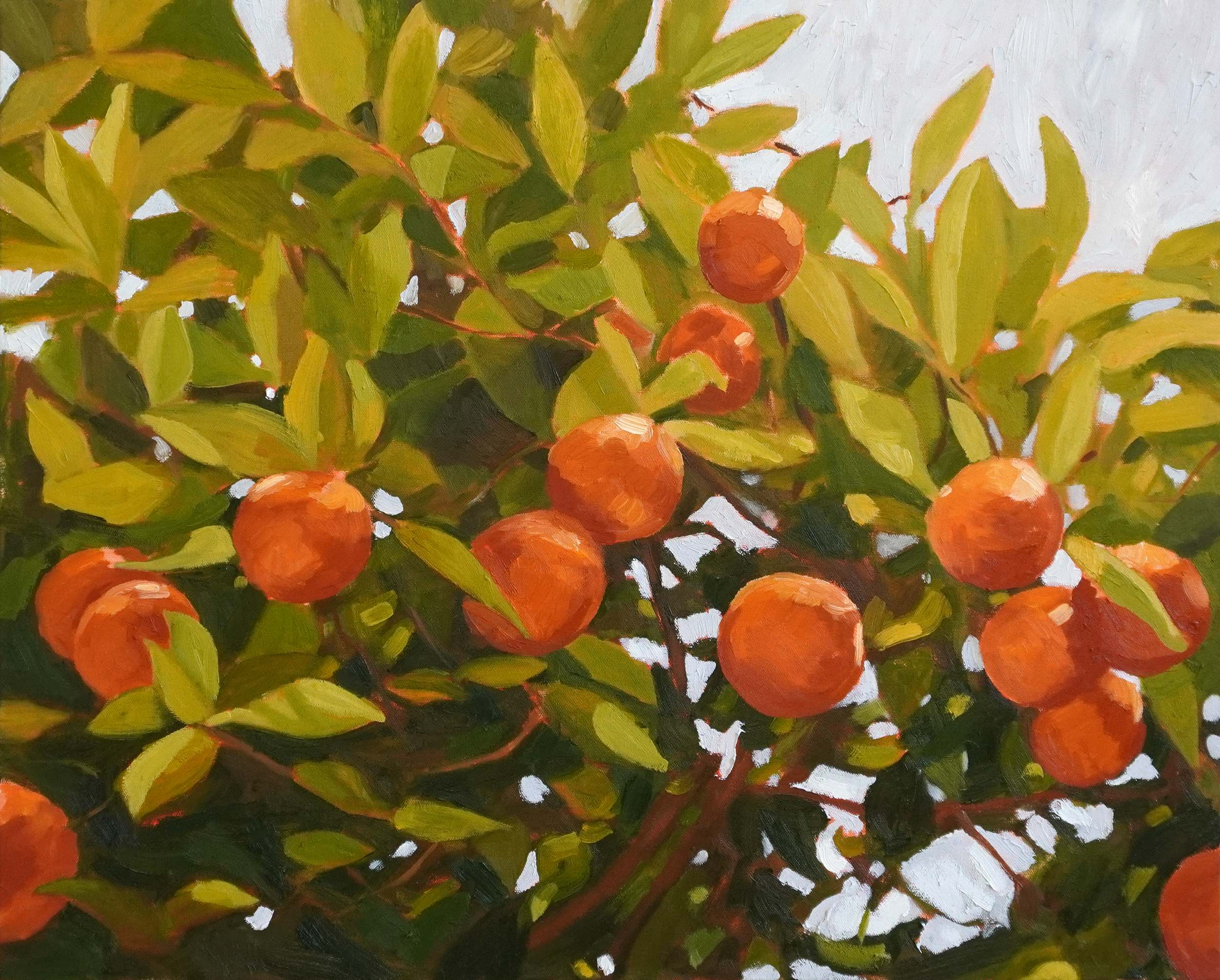 Moroccan Orange Tree