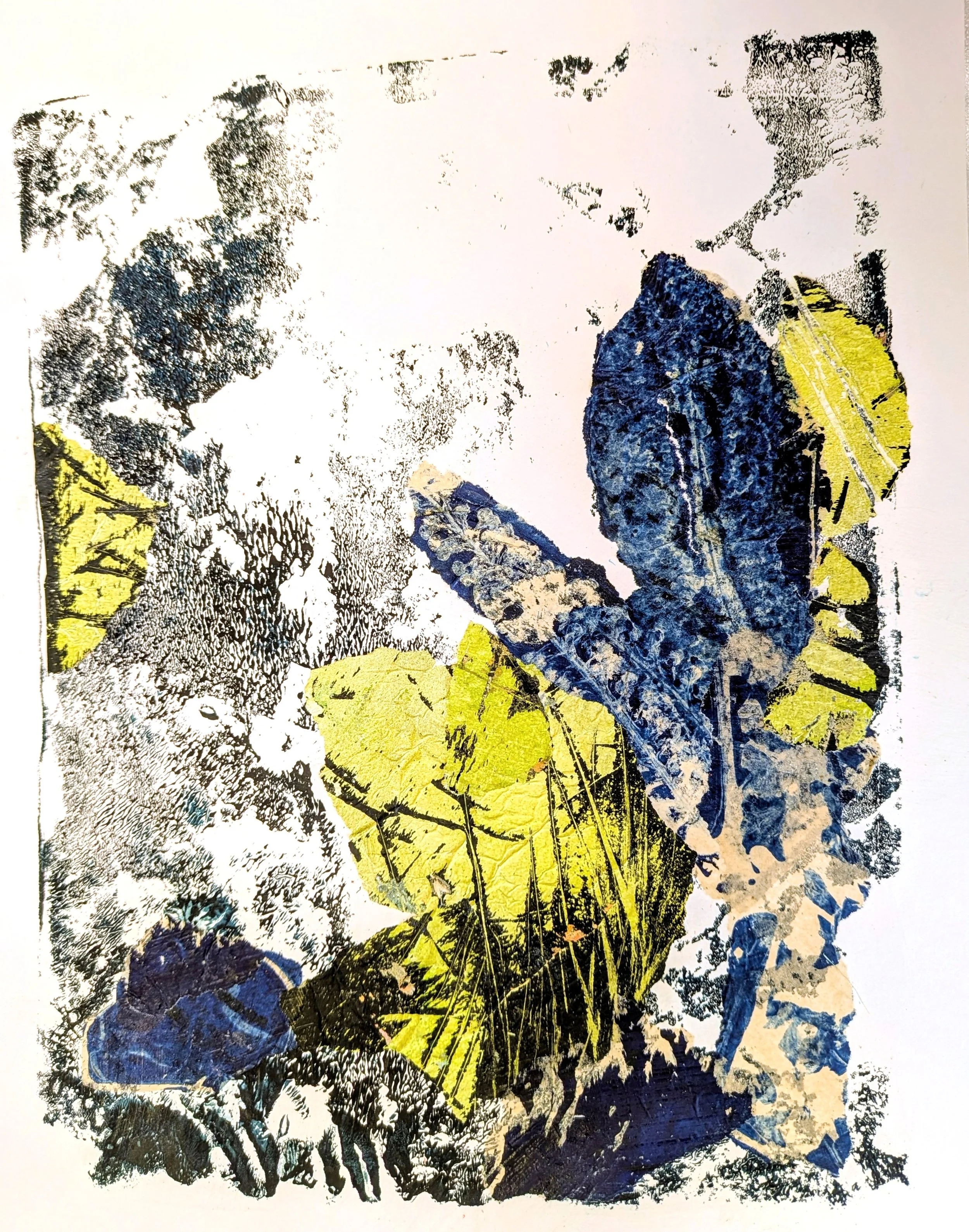 Kelp