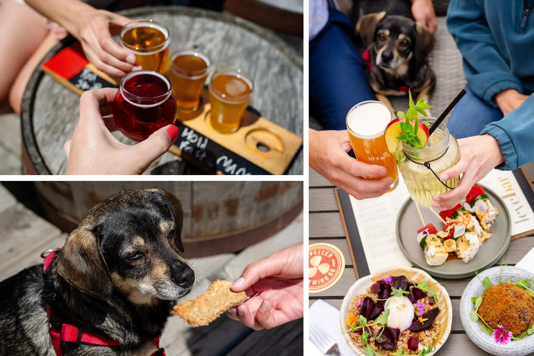 Five Patios to Visit with Your Pup in Downtown Halifax