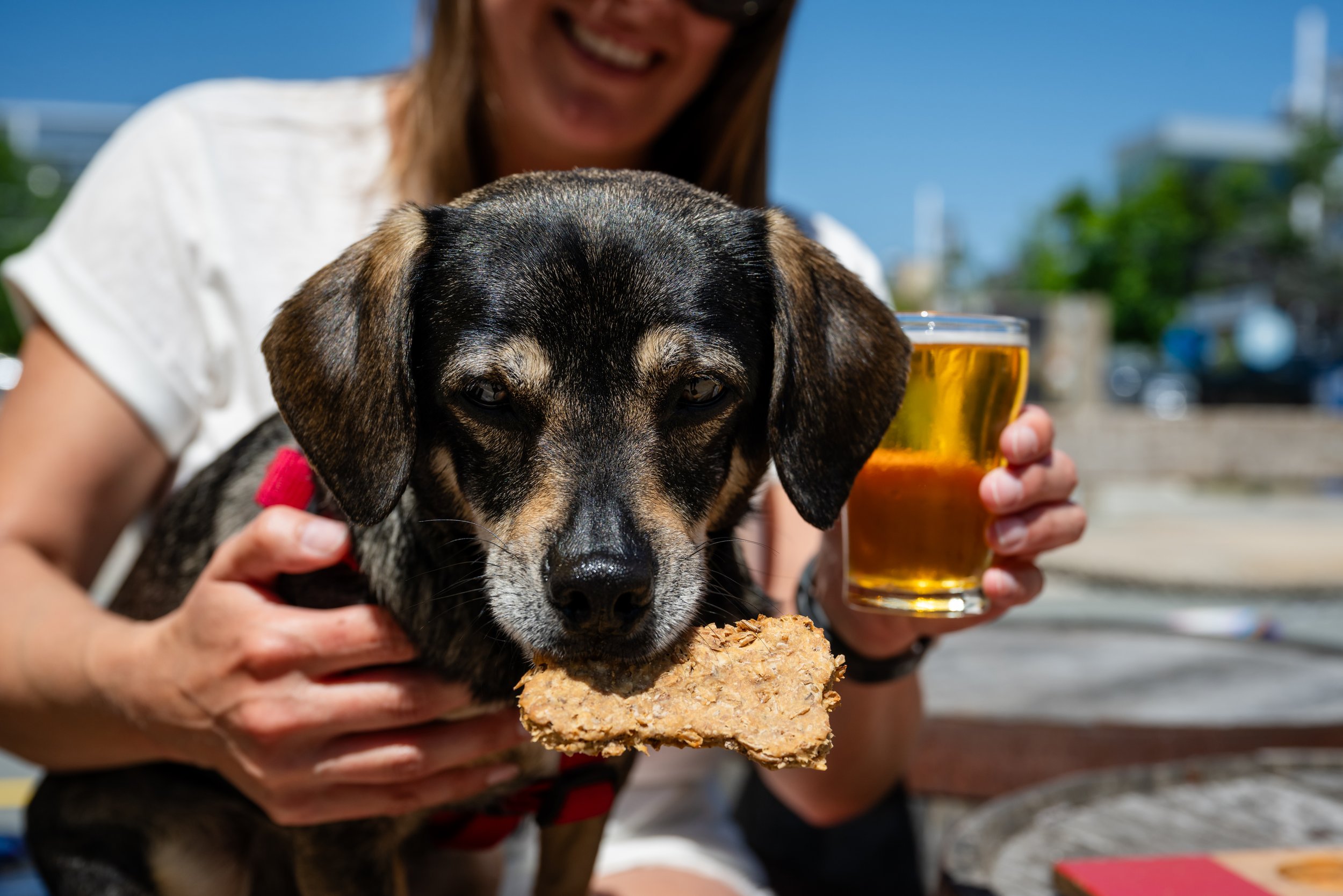 Five Patios to Visit with Your Pup in Downtown Halifax