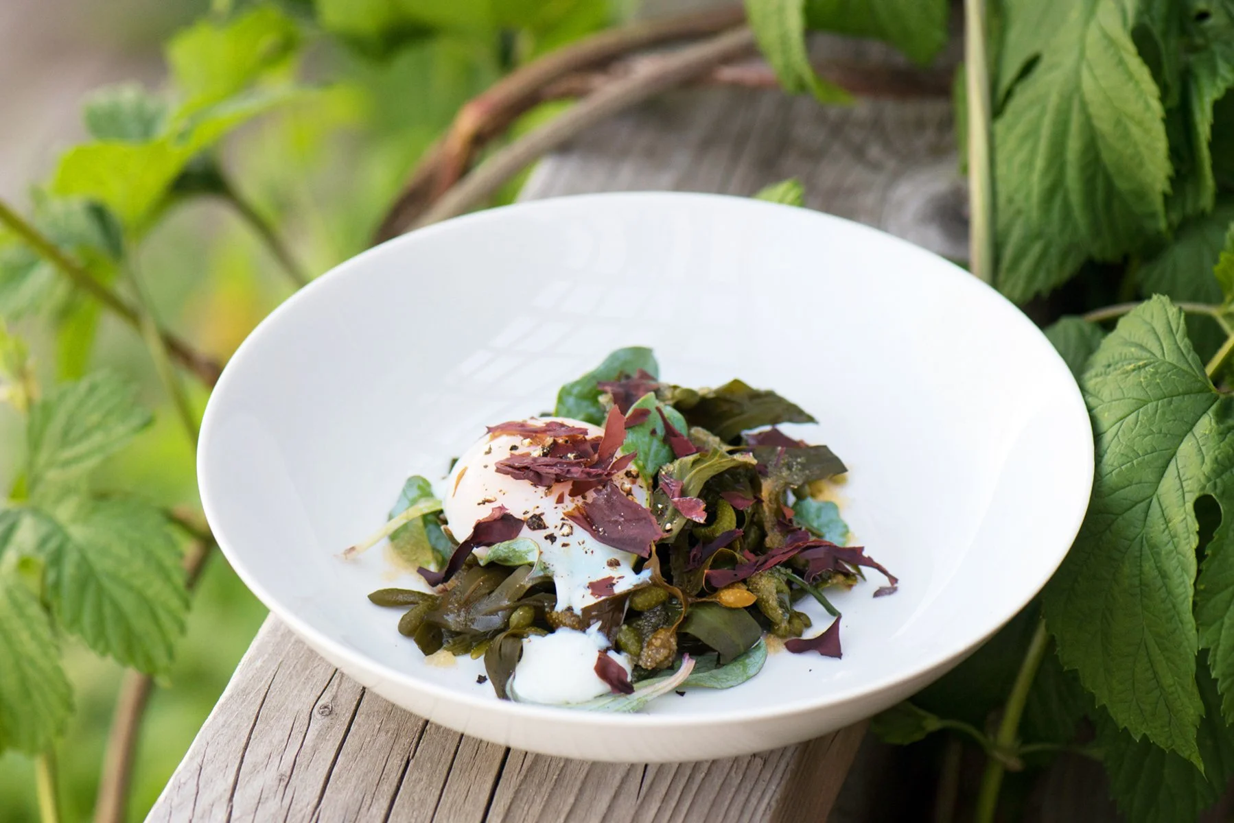 Wild Caraway Restaurant &amp; Cafe – Wild Foraging Dinner