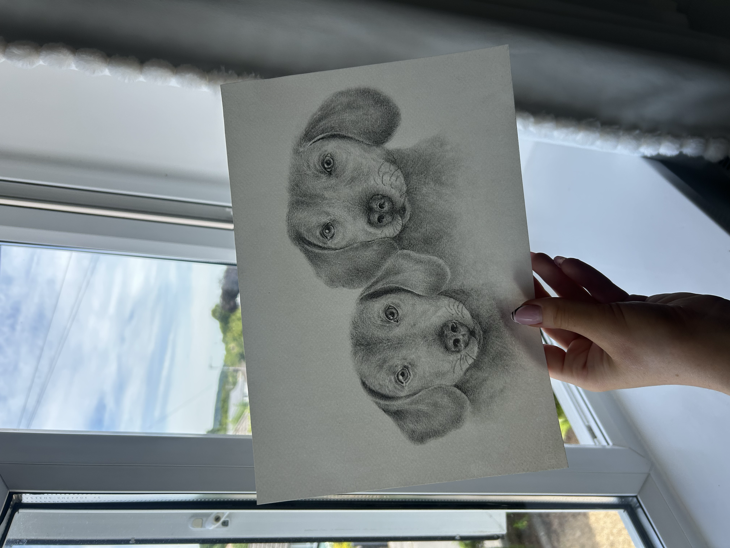 Pet portrait commission x2 dogs - tonal pencil, A4, unframed.