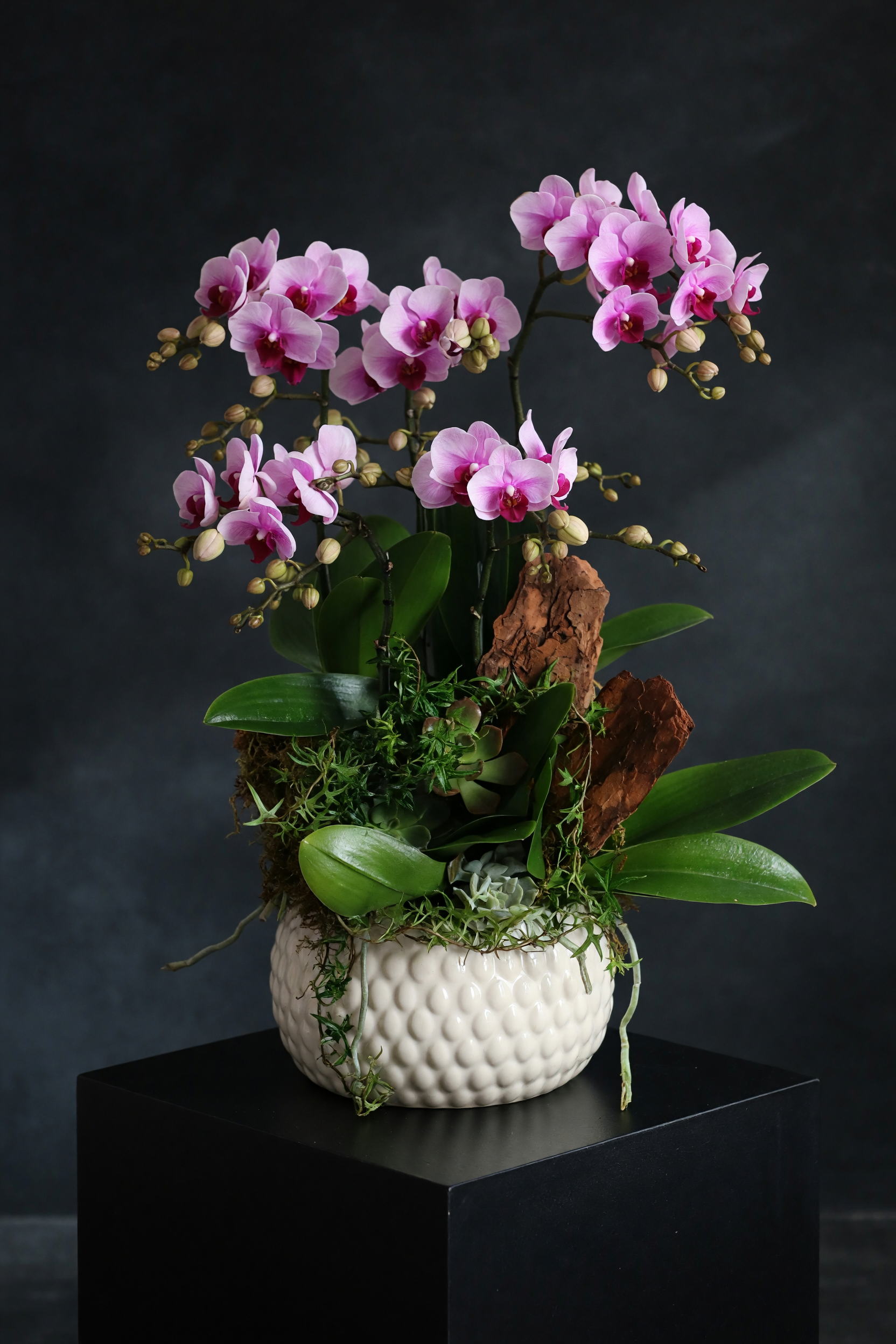 petalpro_1780340347574.png