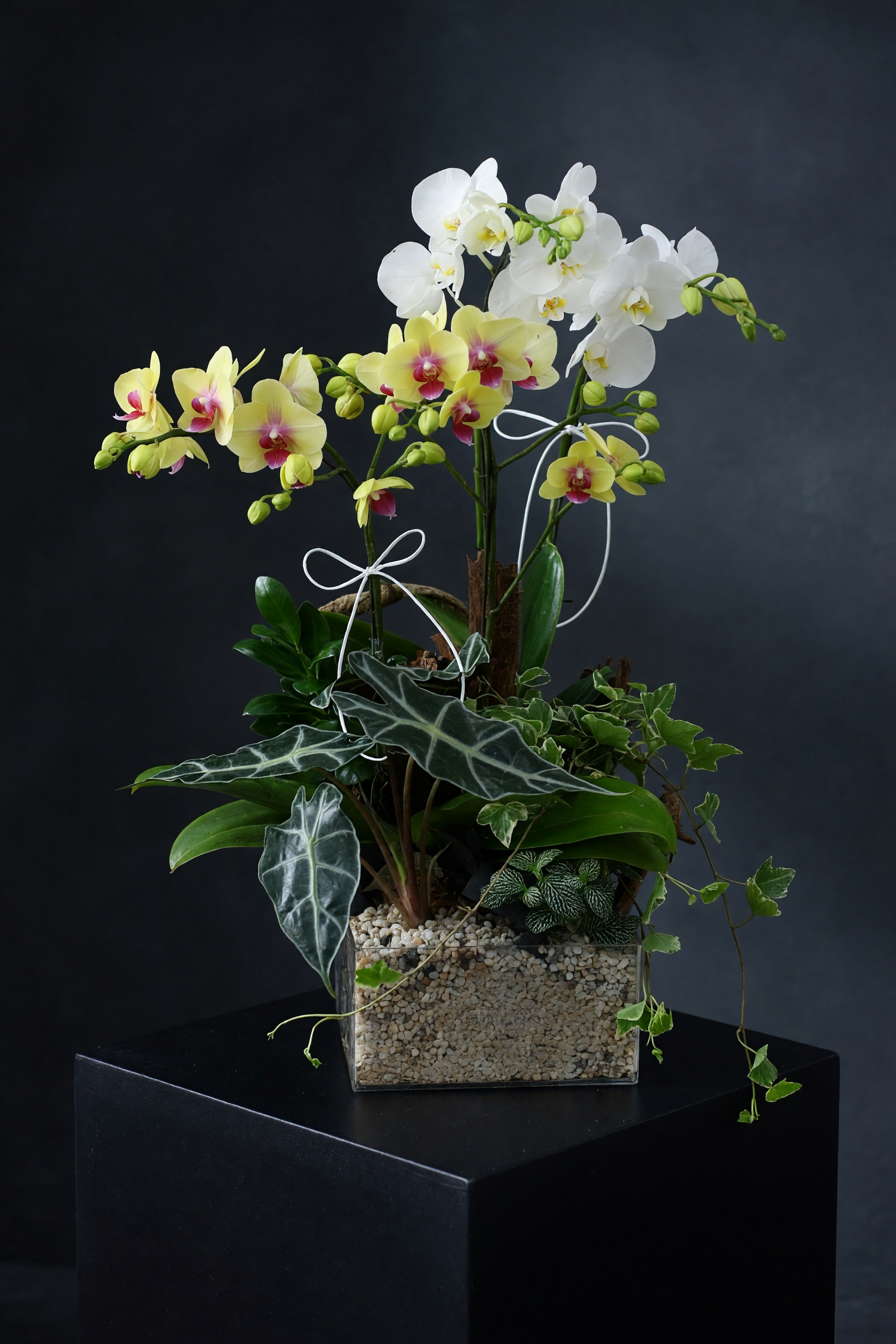 petalpro_1780340306728.png