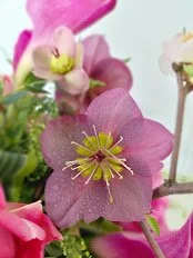 BLoomcloseup.jpg