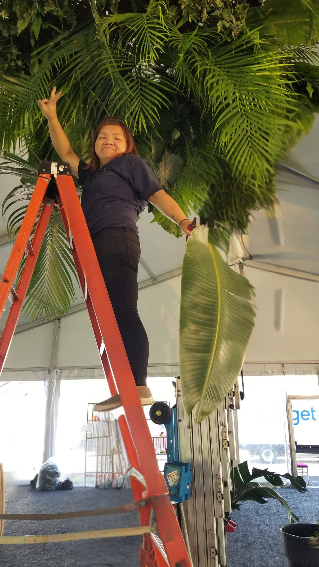 A woman standing on an orange ladder, arranging large green tropical leaves on a tall plant inside a tent.