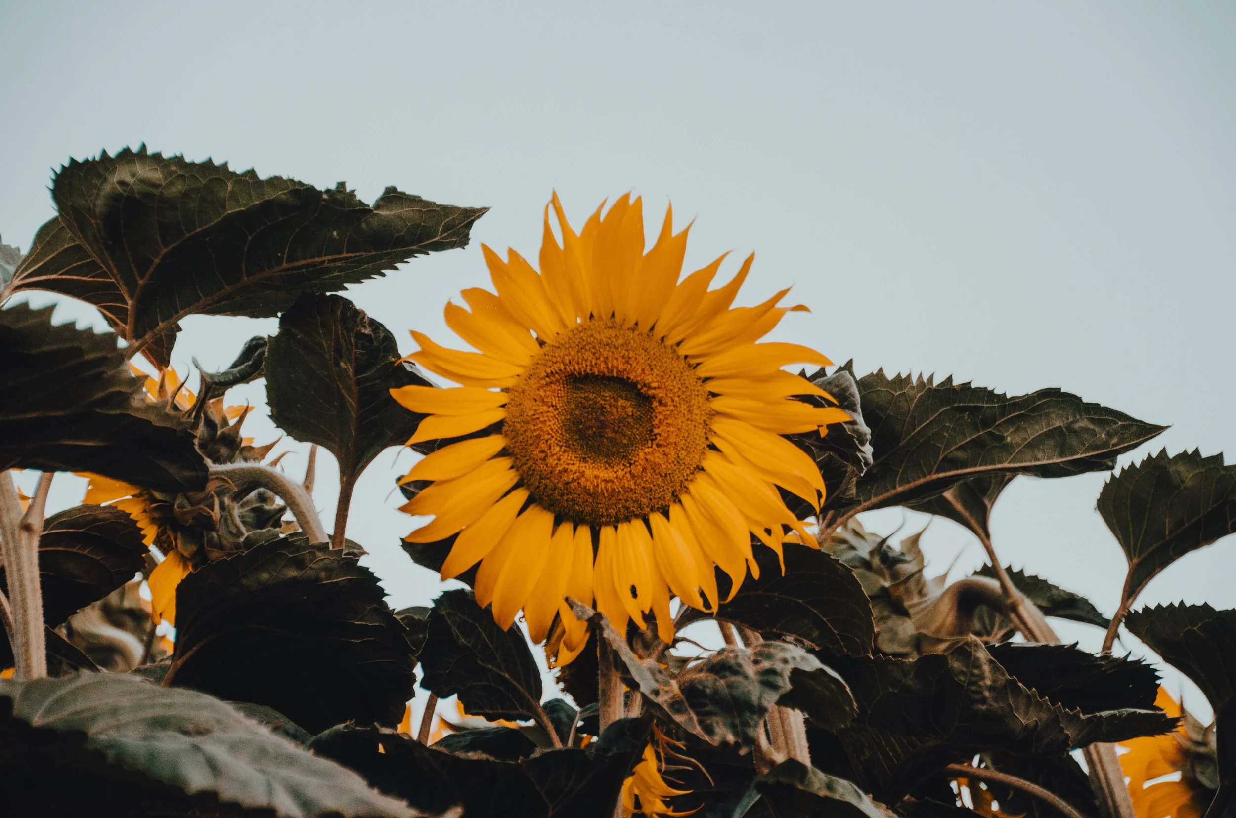 pexels-adrianlimani-34441626.jpg