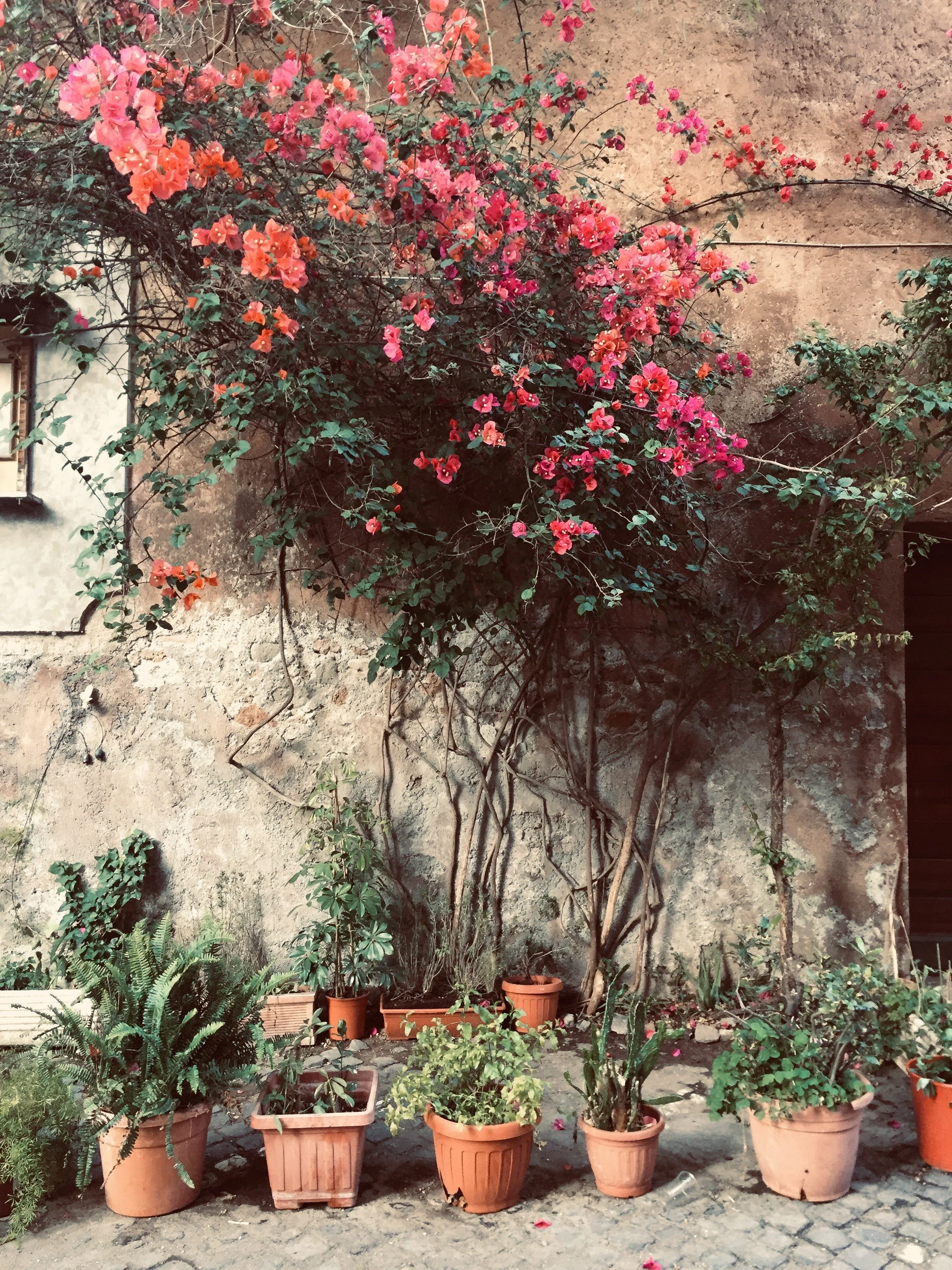 A collection of potted plants and flowers arranged in front of a stone wall in Rome's Trastevere neighbourhood. Many people start their Italian journey with Rome.