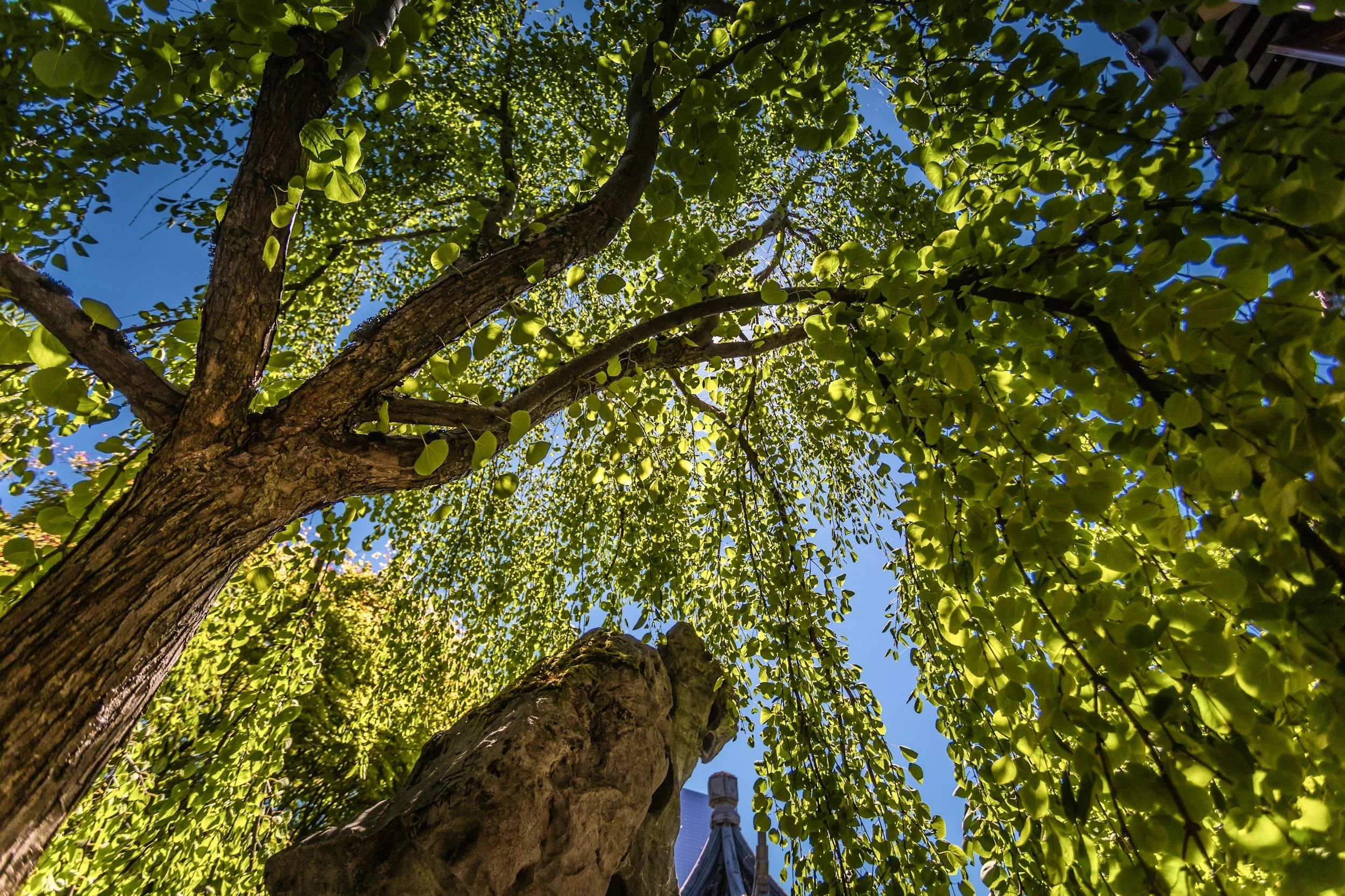 Tree viewed from below with green leaves and blue sky in the background.