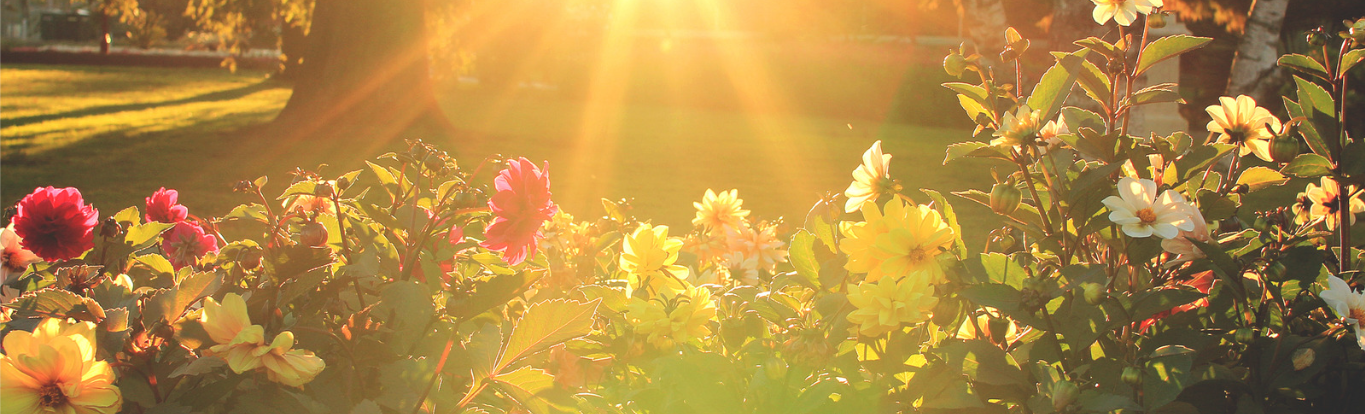 Flowers blooming in a garden with sunlight shining through trees in the background.