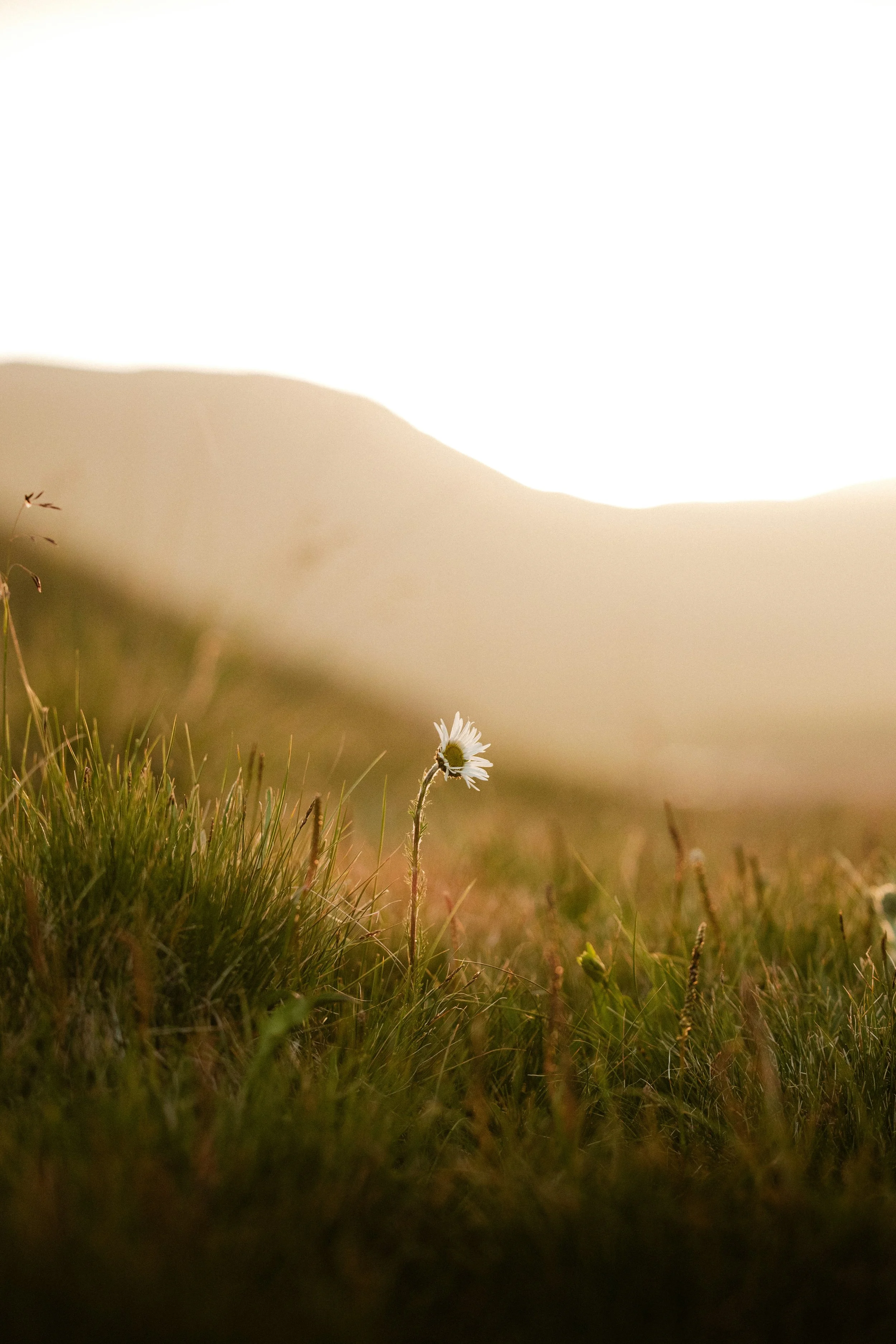 Single white daisy in a sunlit meadow with softly blurred golden hills in the background