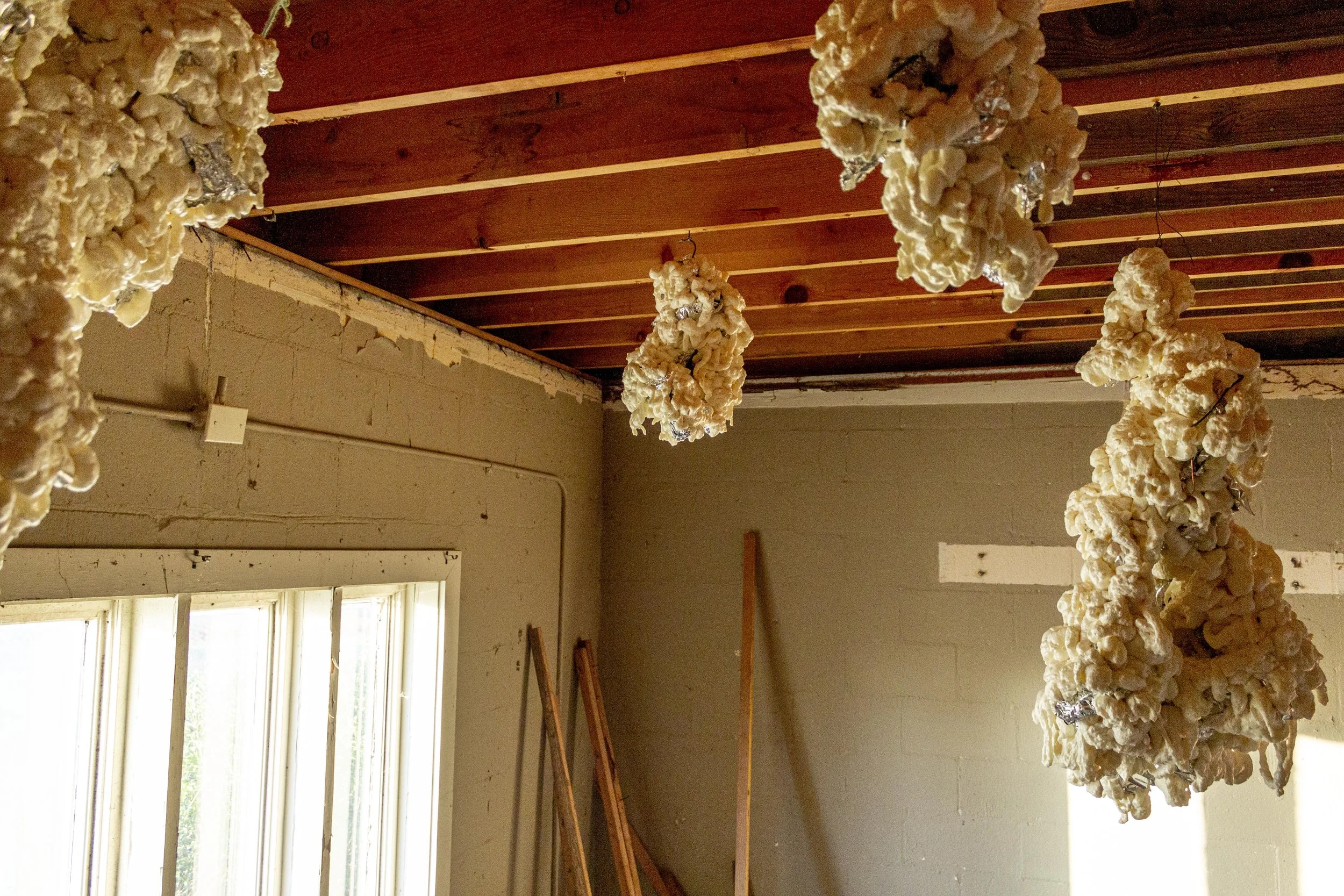Rows of popcorn like sculpture hanging from the ceiling of a rustic room with wooden beams and a window.