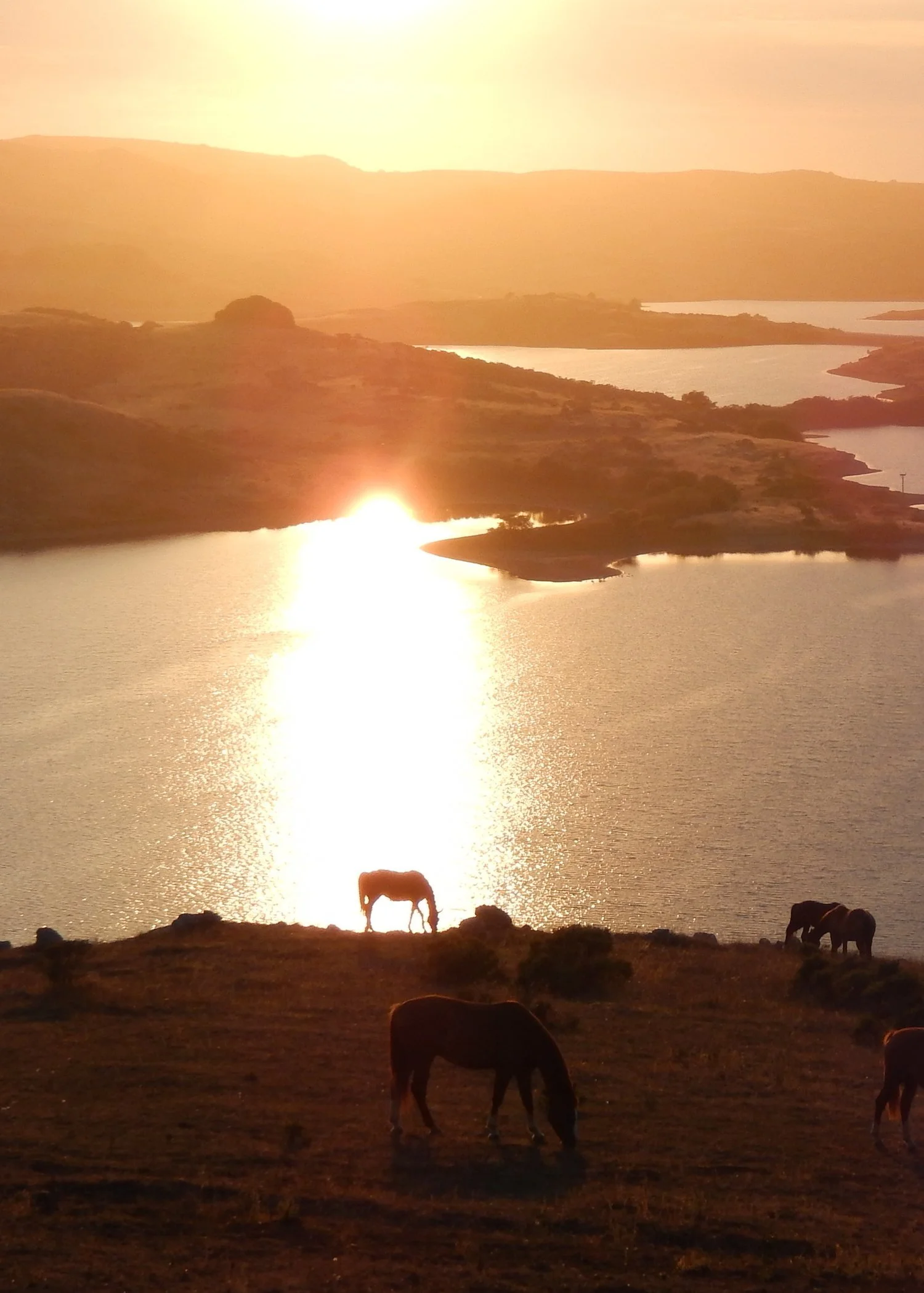 A serene landscape at sunset with a body of water reflecting the golden light, rolling hills in the background, and cows grazing on the foreground.