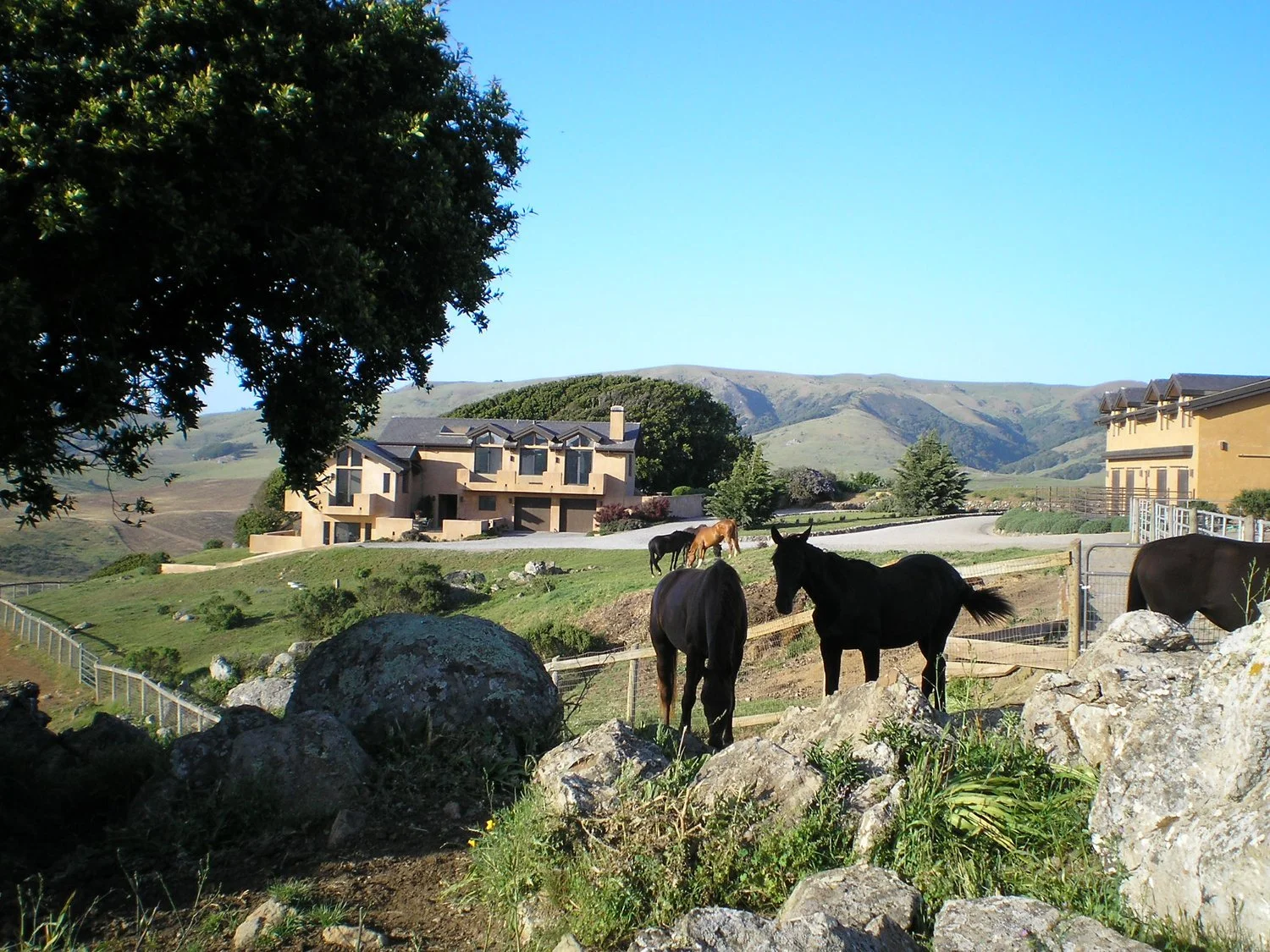Horses grazing in a fenced pasture with large rocks in the foreground, modern houses on a hillside, and mountain range in the background under a clear blue sky.